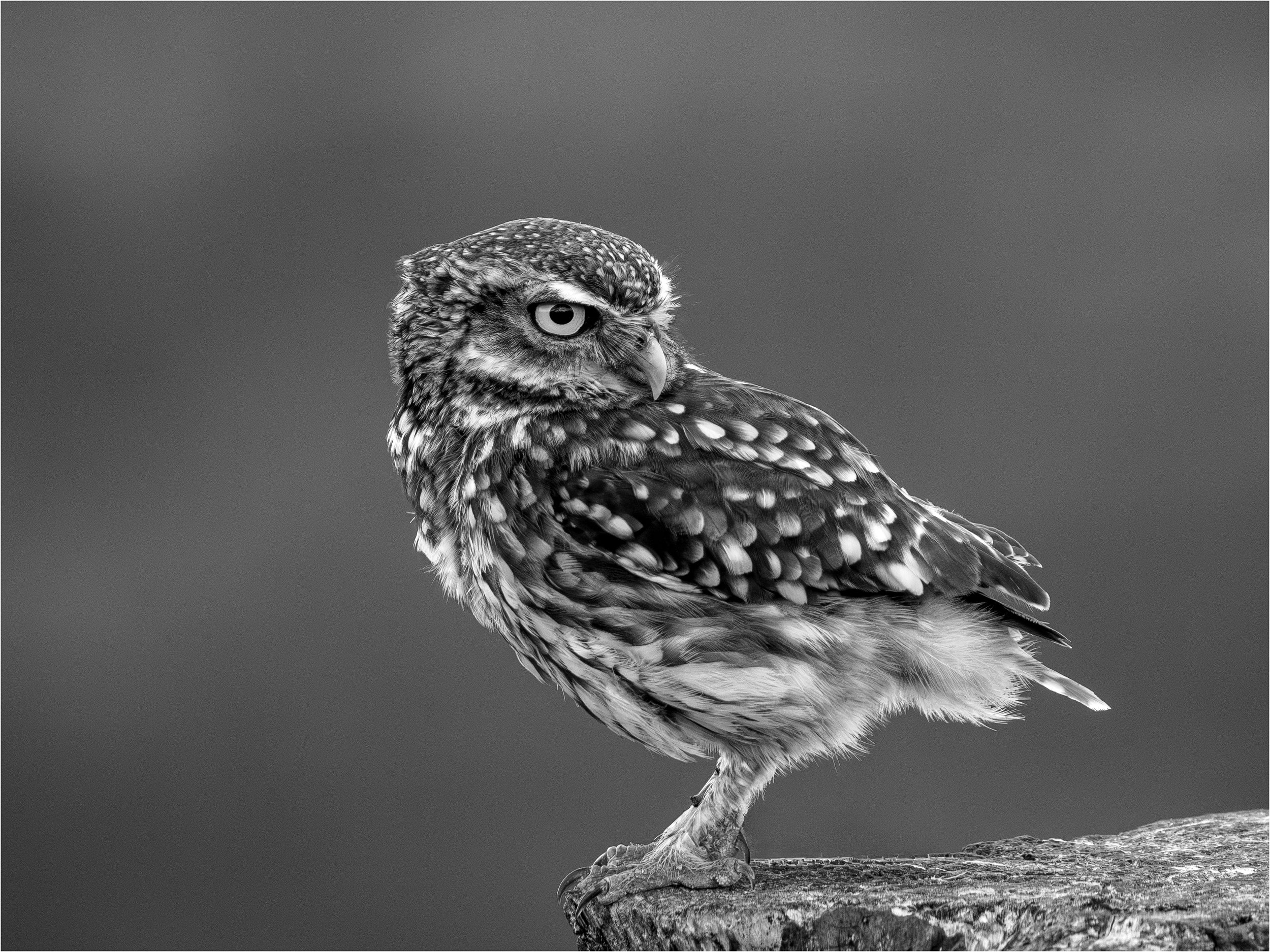 Dave Collins Little+Owl.jpg