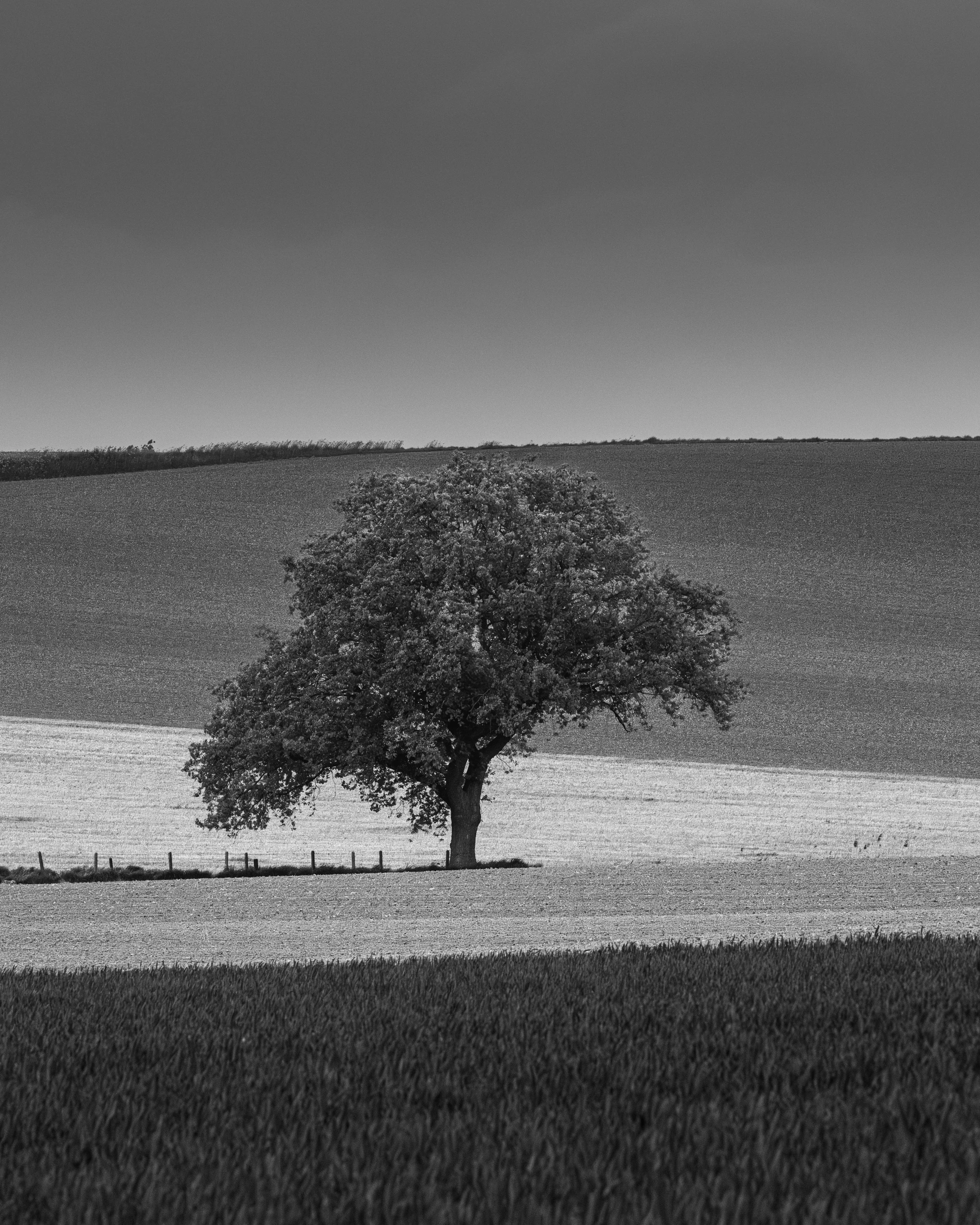 Sidney Deblauwe Lone+tree.jpg