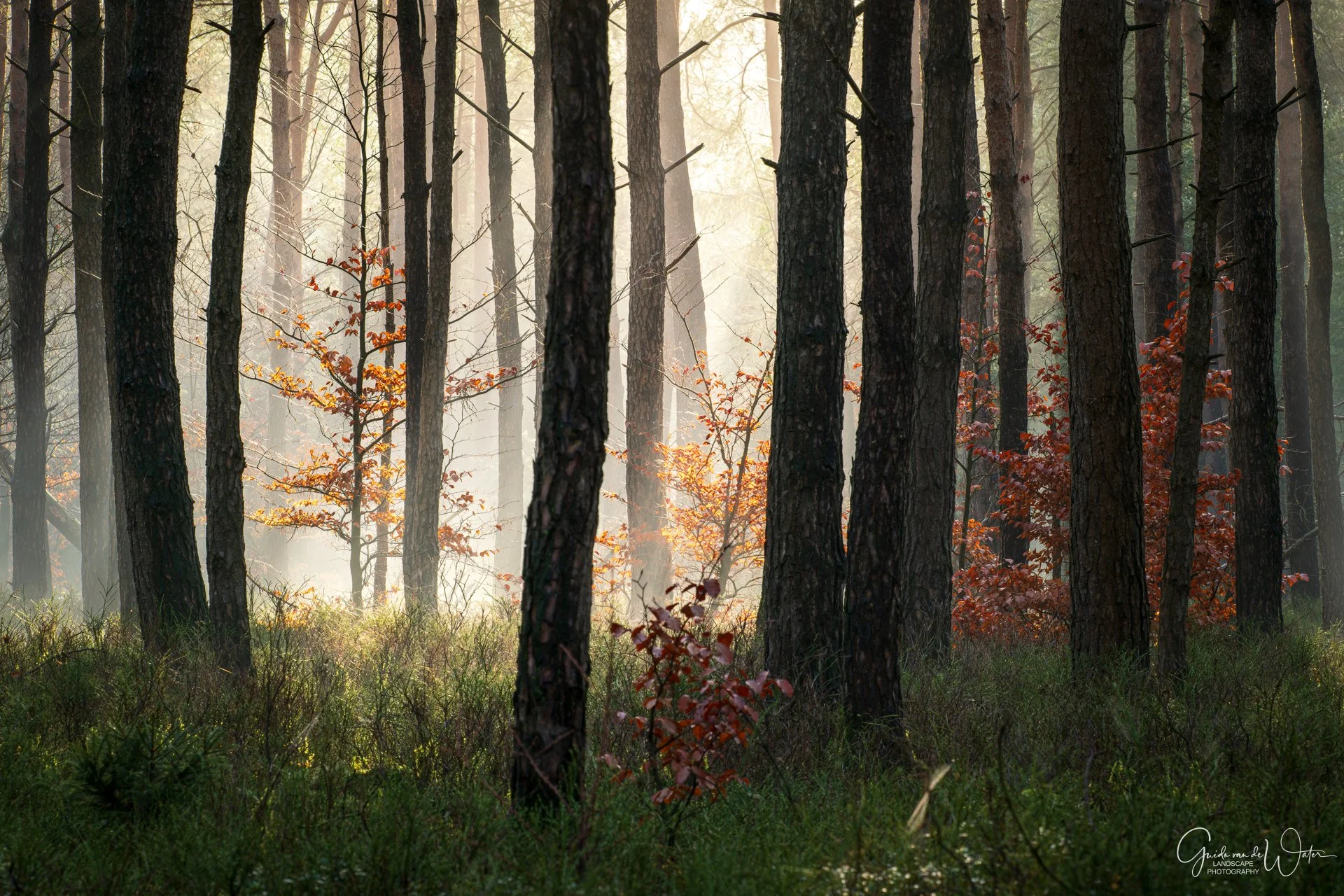 Sunlight filters through a dense forest of tall pine trees, with some orange and red autumn leaves on smaller trees and shrubs in the foreground.