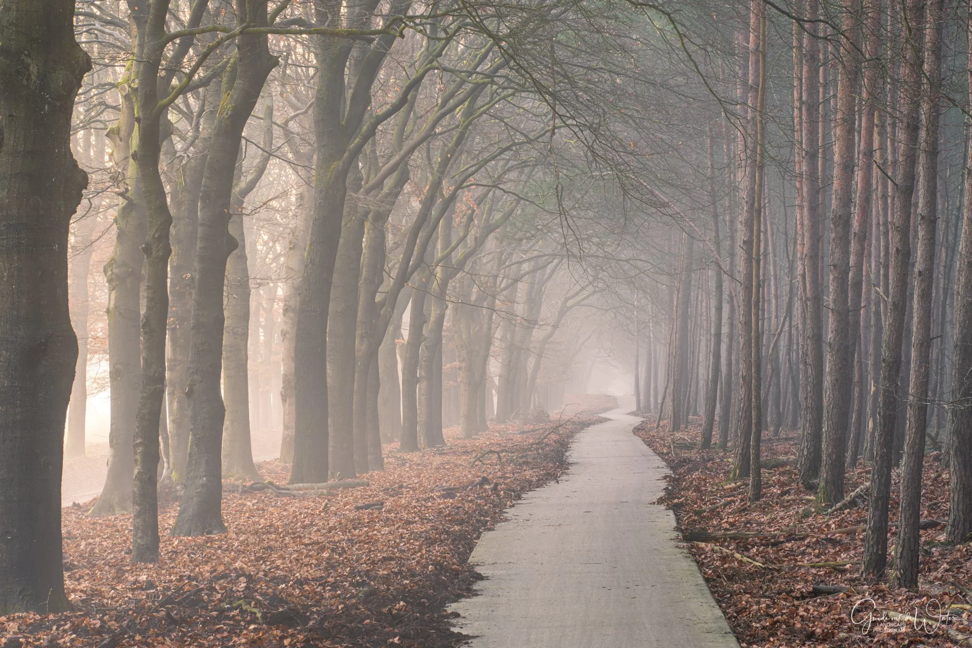 A foggy forest path lined with tall trees, some with broad trunks and others with slender trunks, with fallen leaves covering the ground.