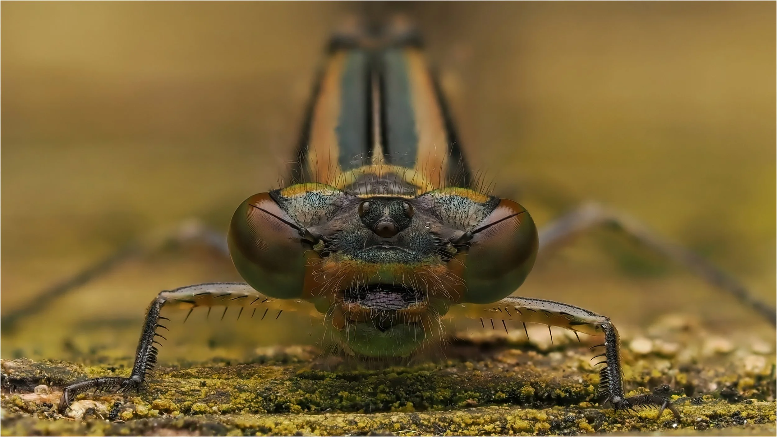 Dave Collins Damselfly.jpg