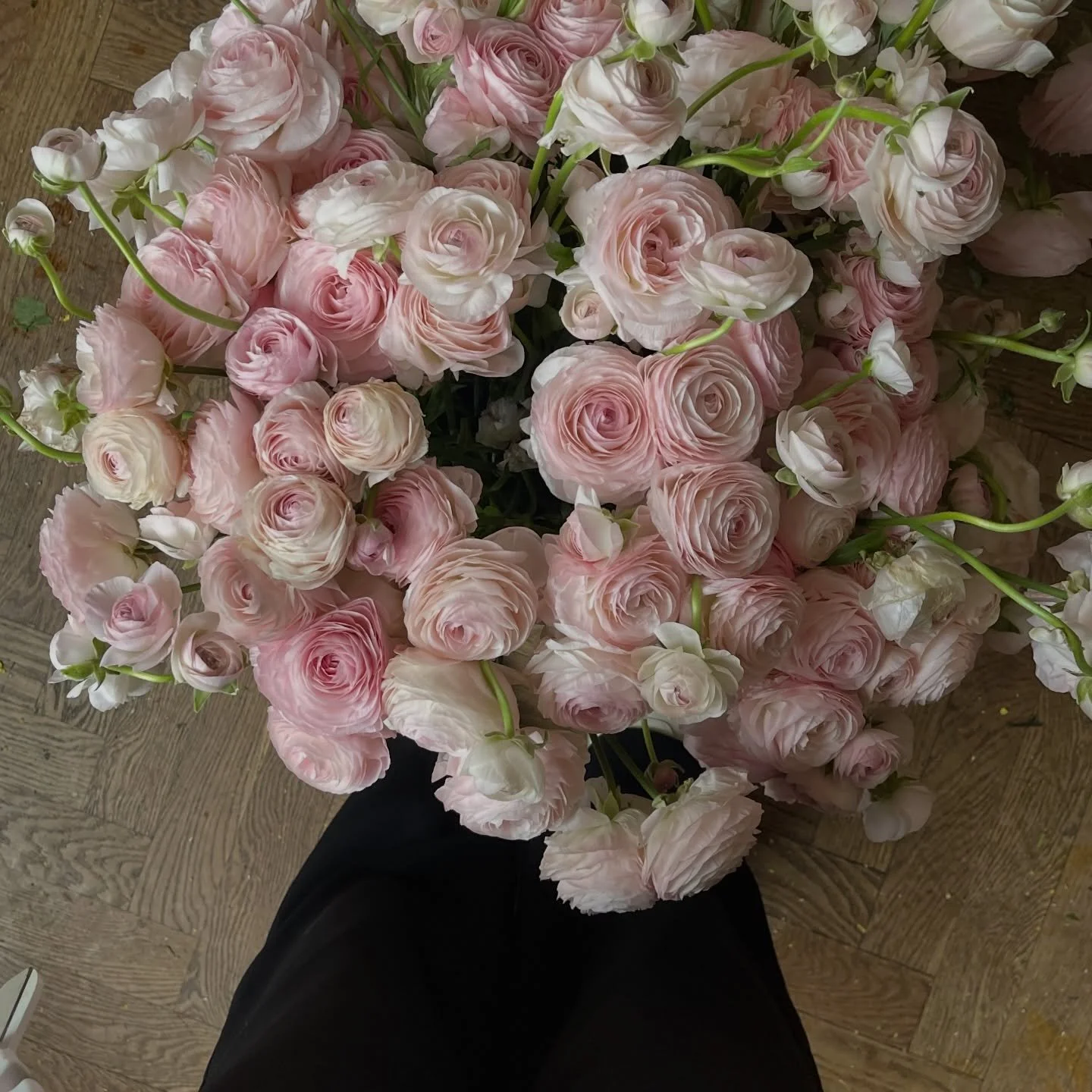 For the love of ranunculus 🕊️