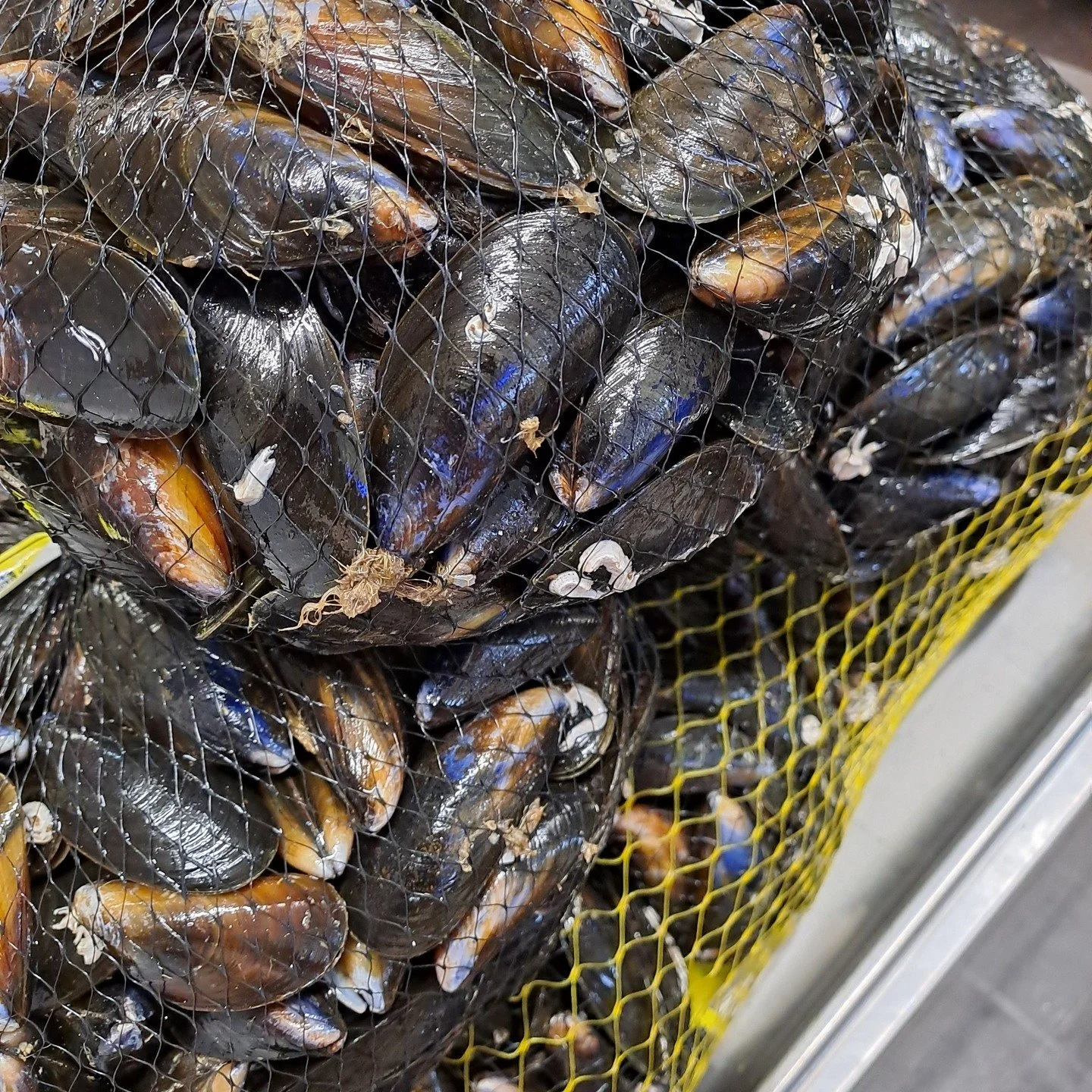 We're so excited!! The mussels have arrived for our Moules evening...every Thursday in February
#moulesetfrites #Pousin #Cassoulet #Thursday #Leiston #Suffolk