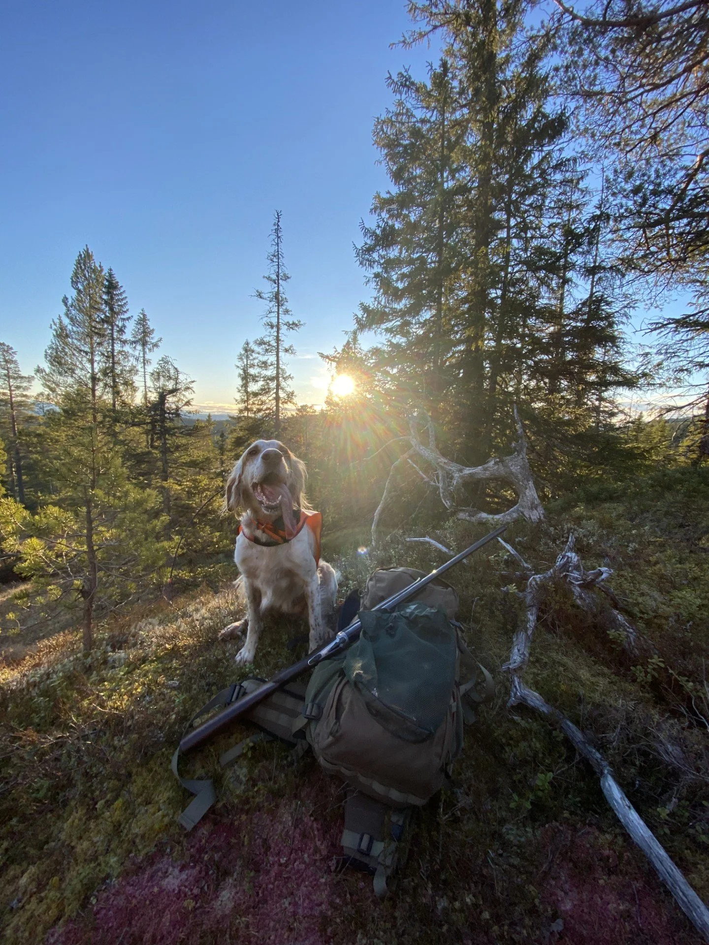 Baglimit for småviltjakta 2025