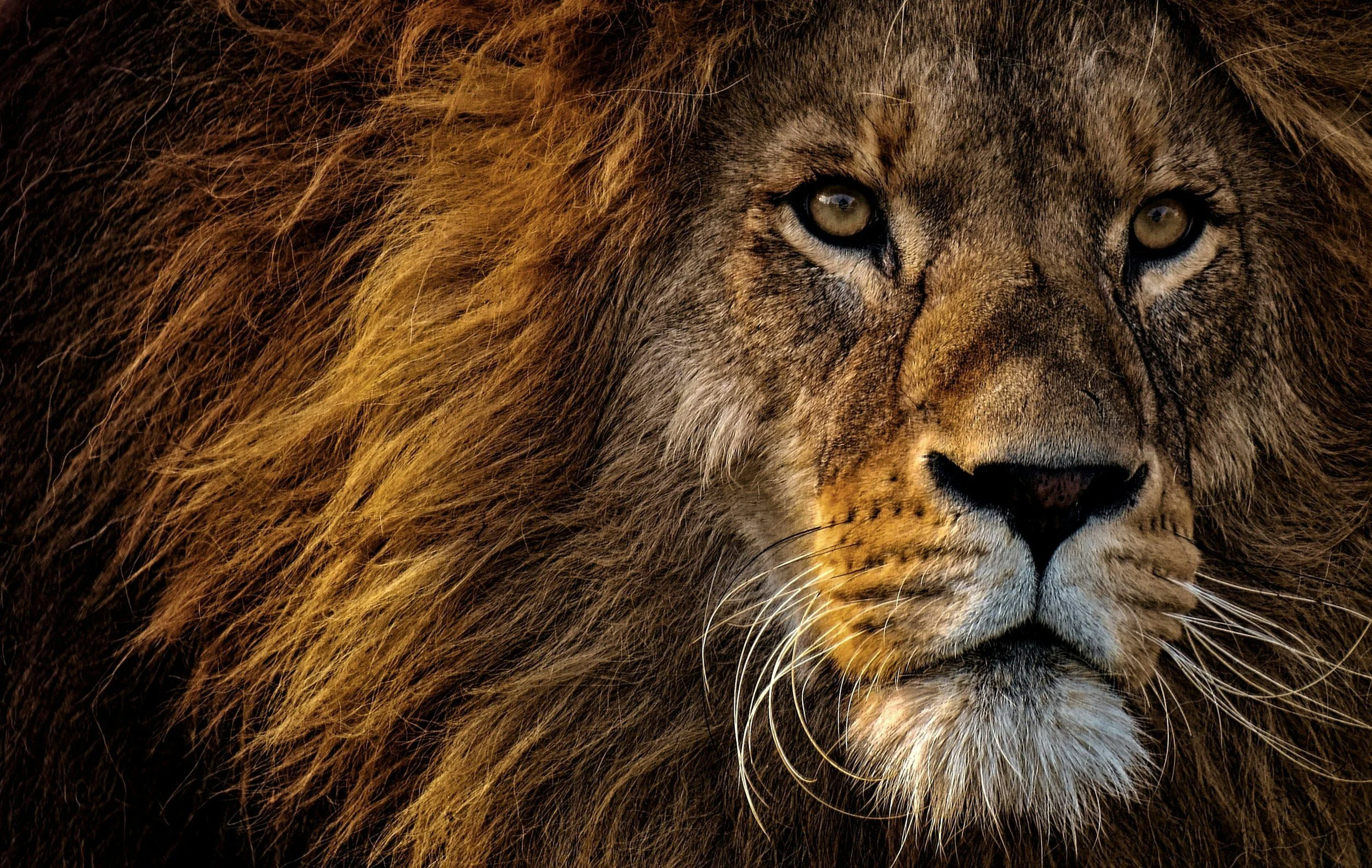 Big 5 safaris