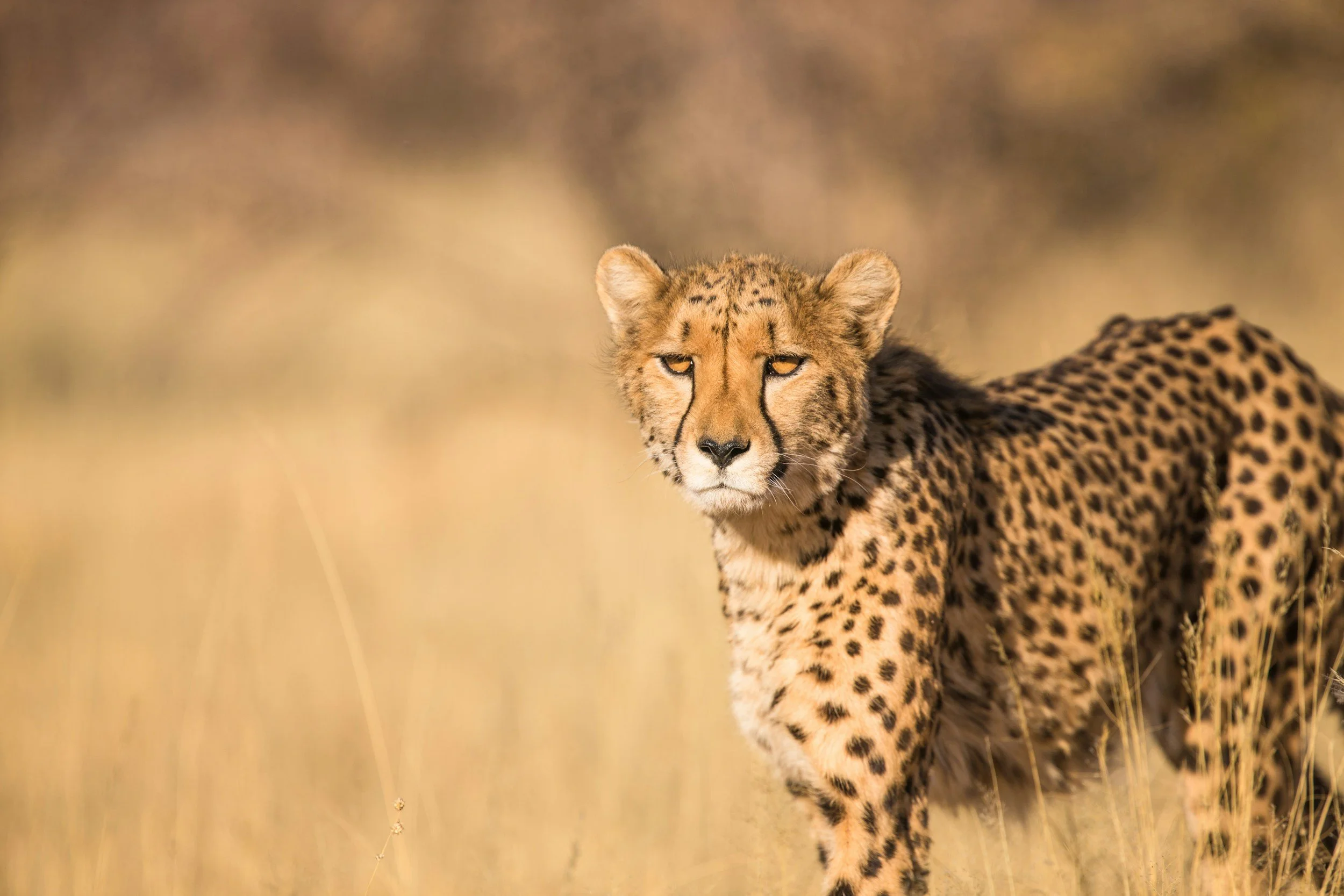 Affordable Safari Packages
