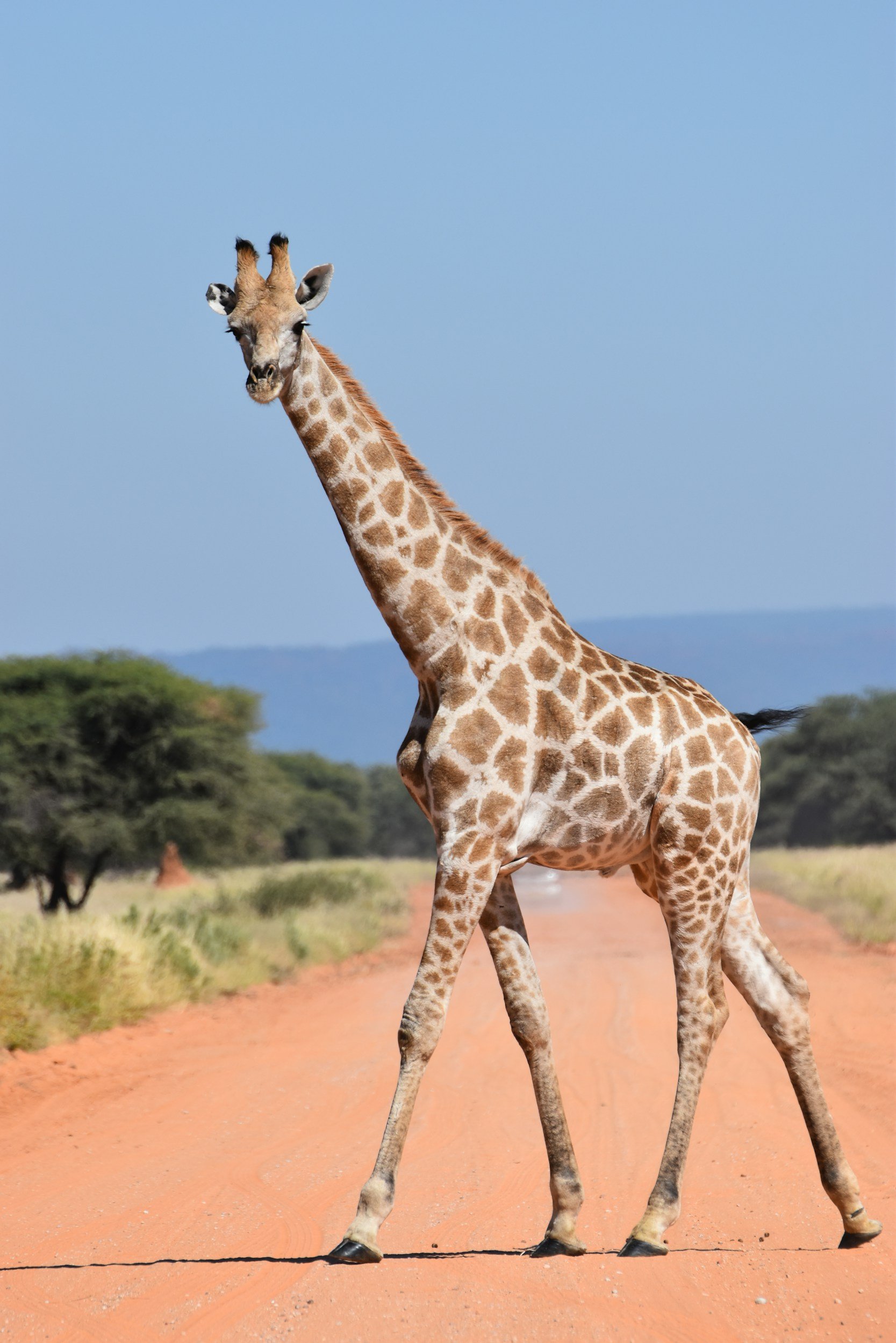 Hidden Gem Safaris