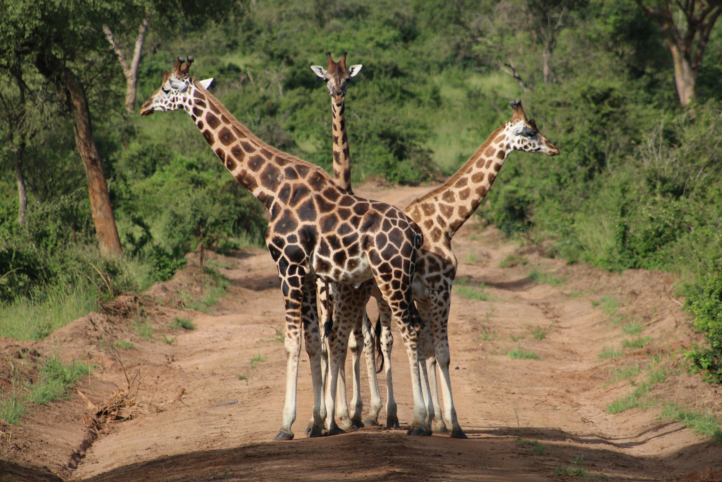 Uganda 