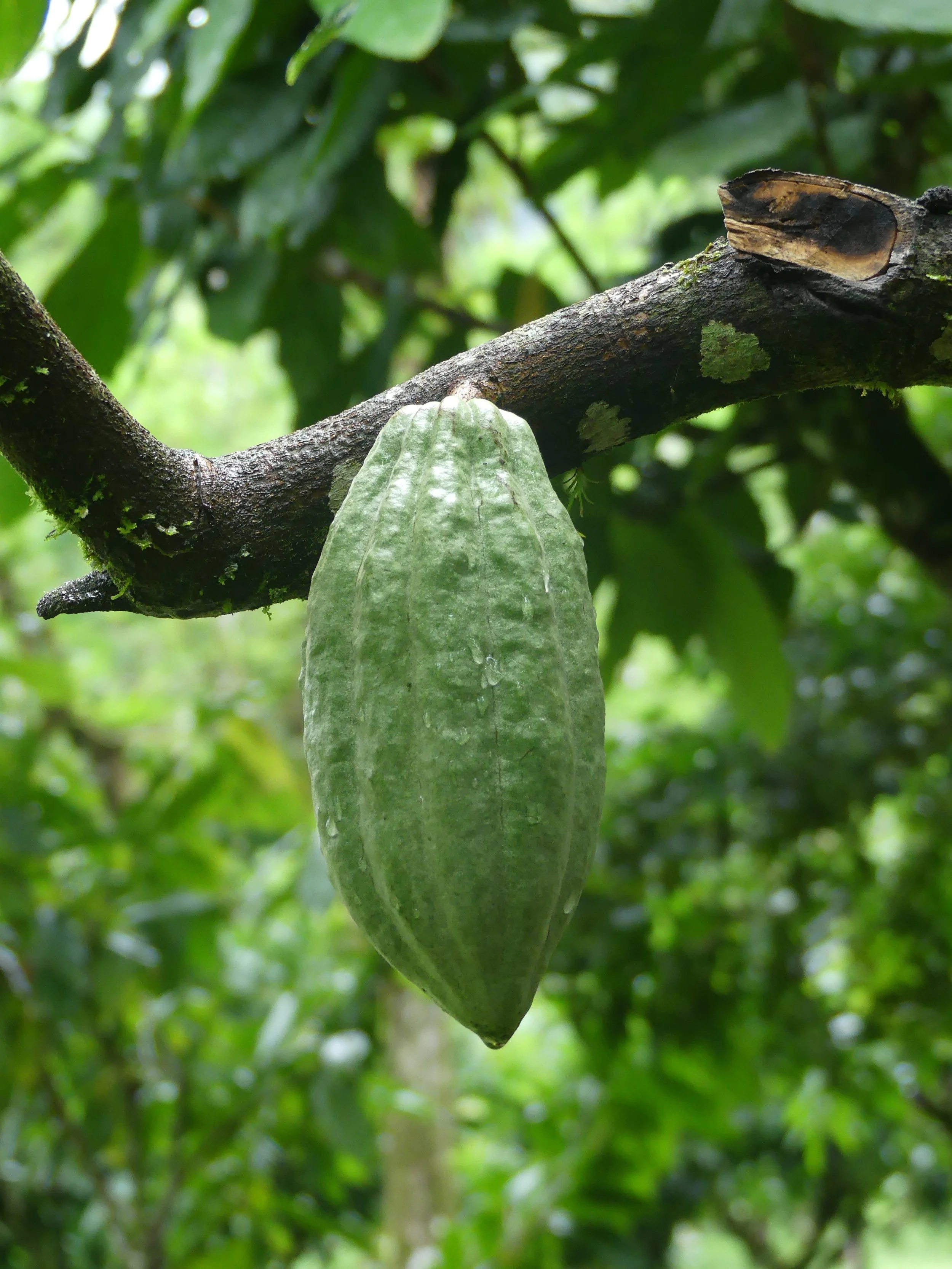Green cacao pod hanging from a tree branch in a lush forest setting.