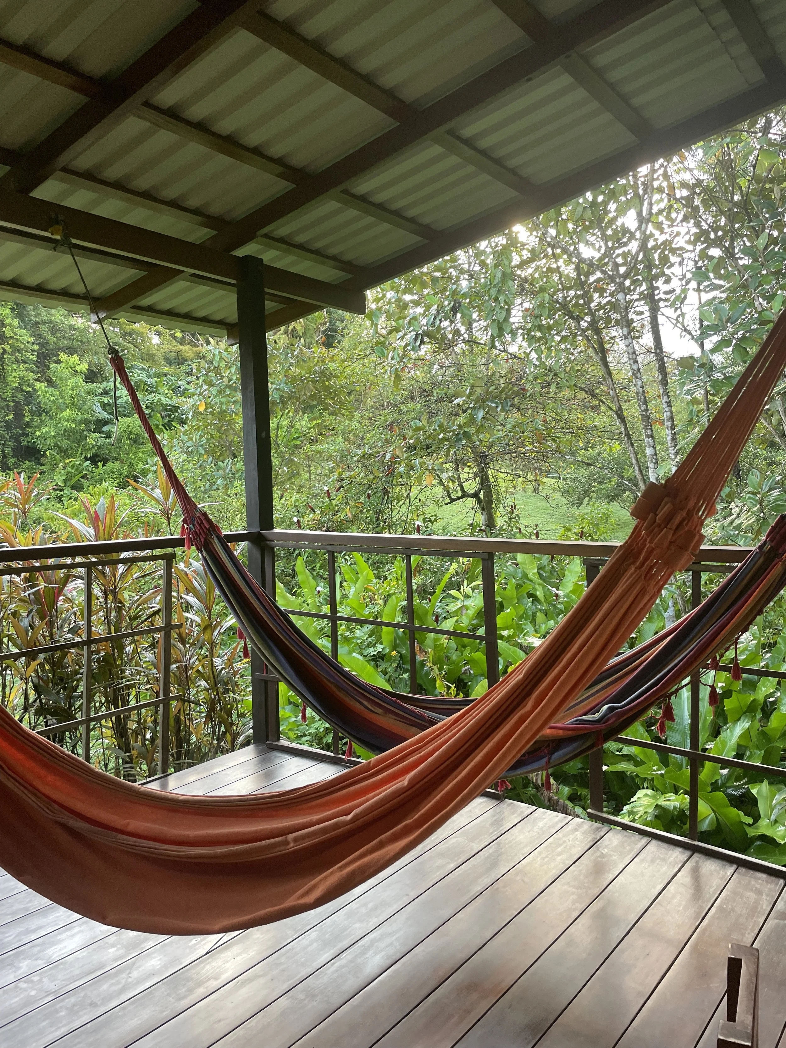 Two hammocks hanging on a covered patio with a view of lush green tropical foliage in the background.