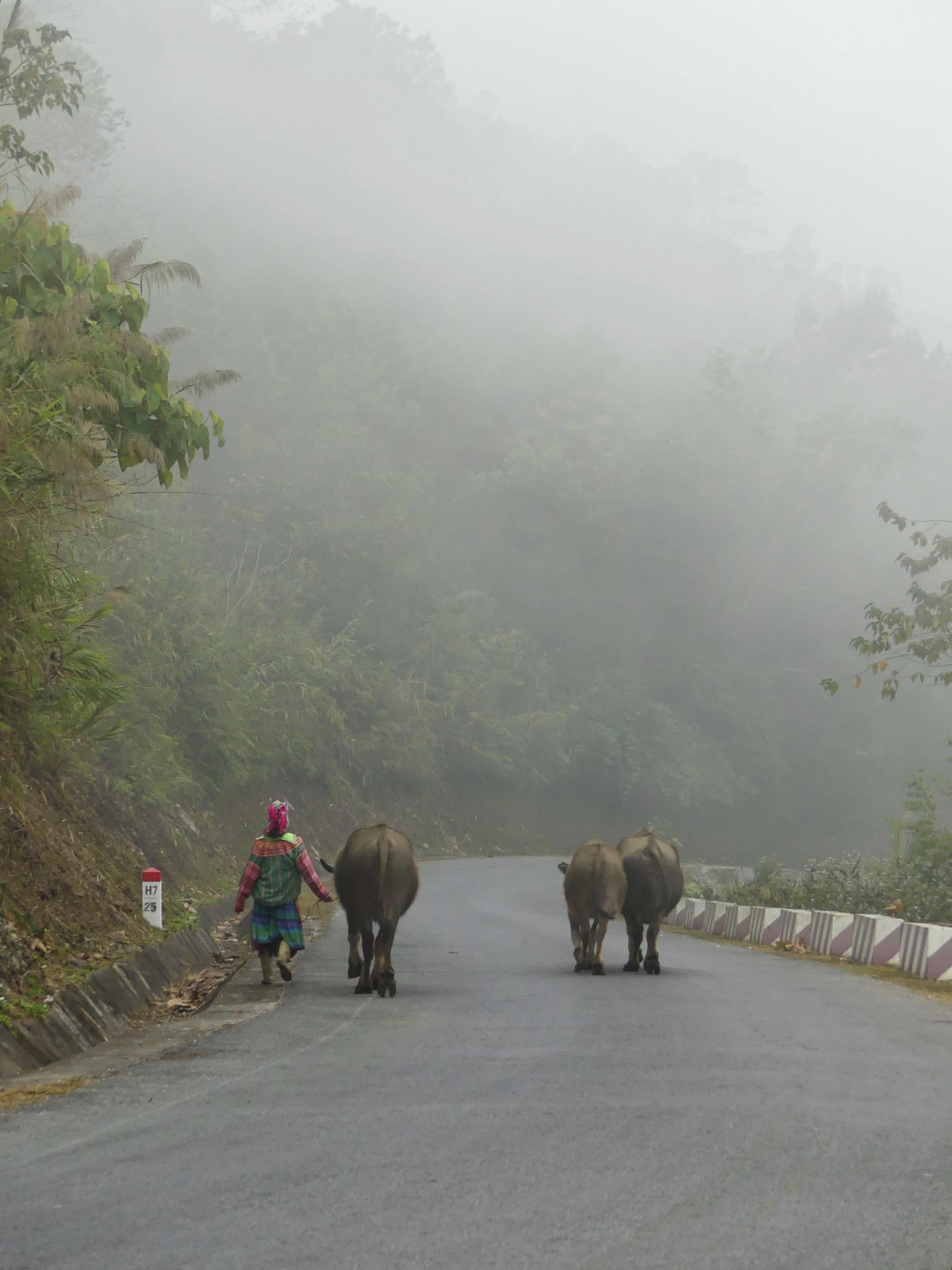 Person walking with two buffaloes on a foggy road surrounded by greenery.