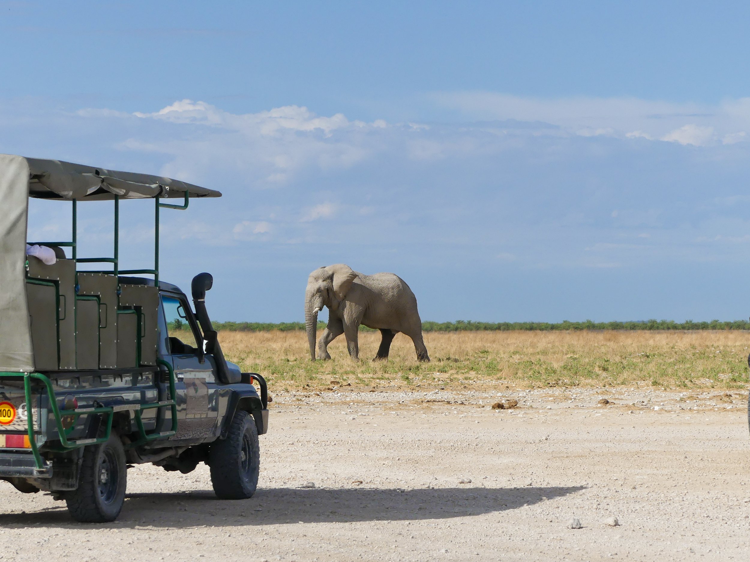 An elephant standing near a safari vehicle in Etosha, Namibia
