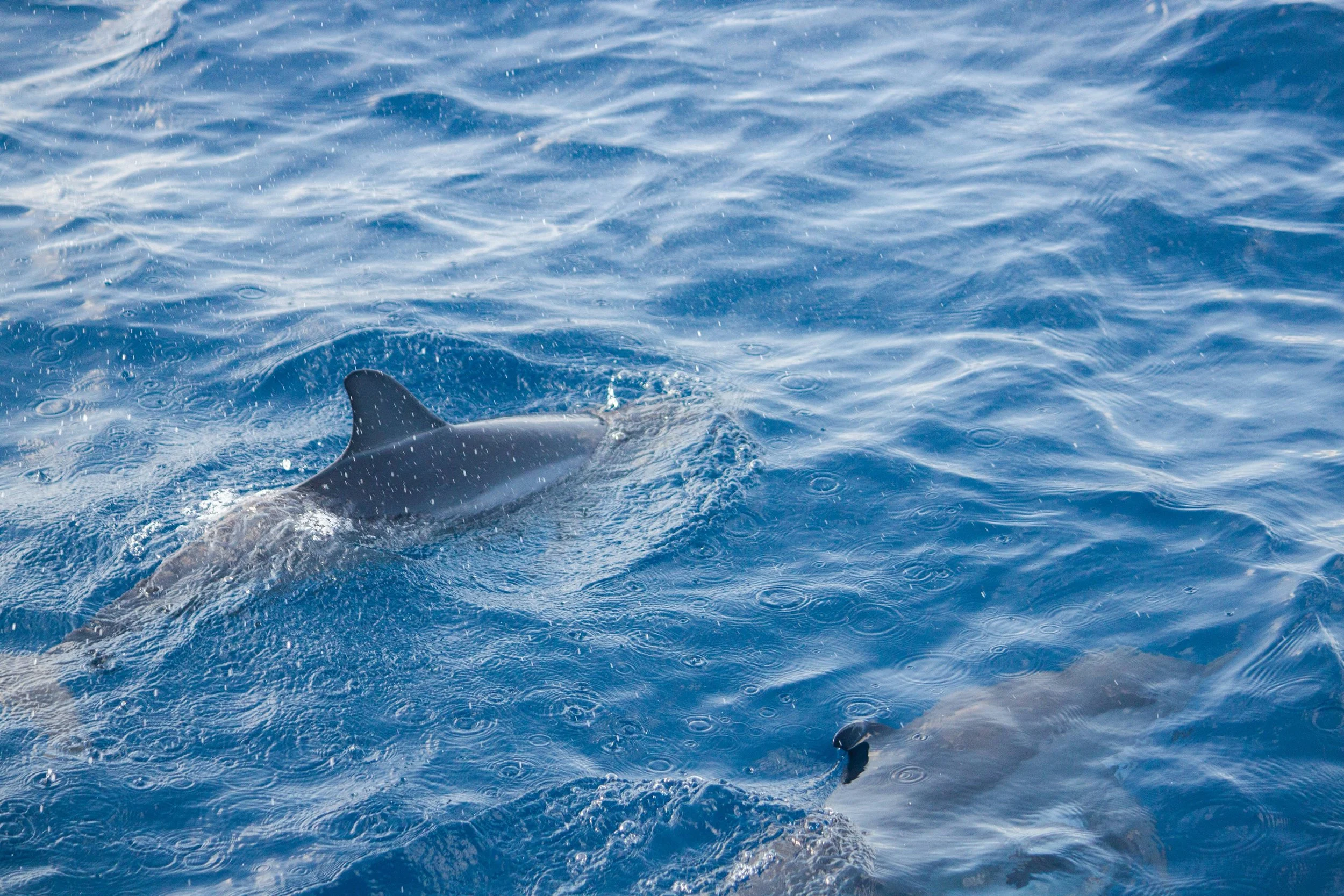 Dolphin watching boat tour in São Miguel — must-do activity featured in the ultimate Azores travel guide.