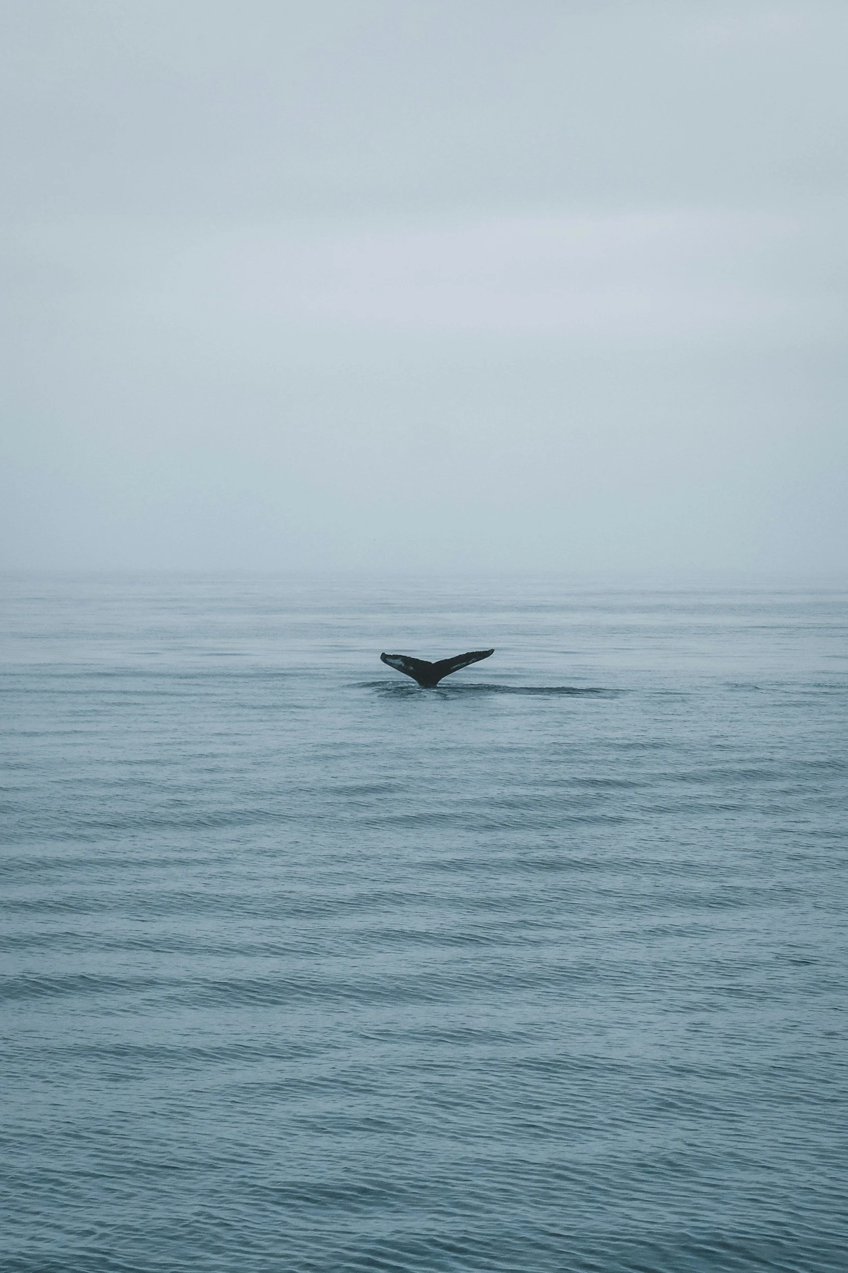 Húsavík whale watching boat on open sea in North Iceland — a must-do activity in the Iceland travel guide.