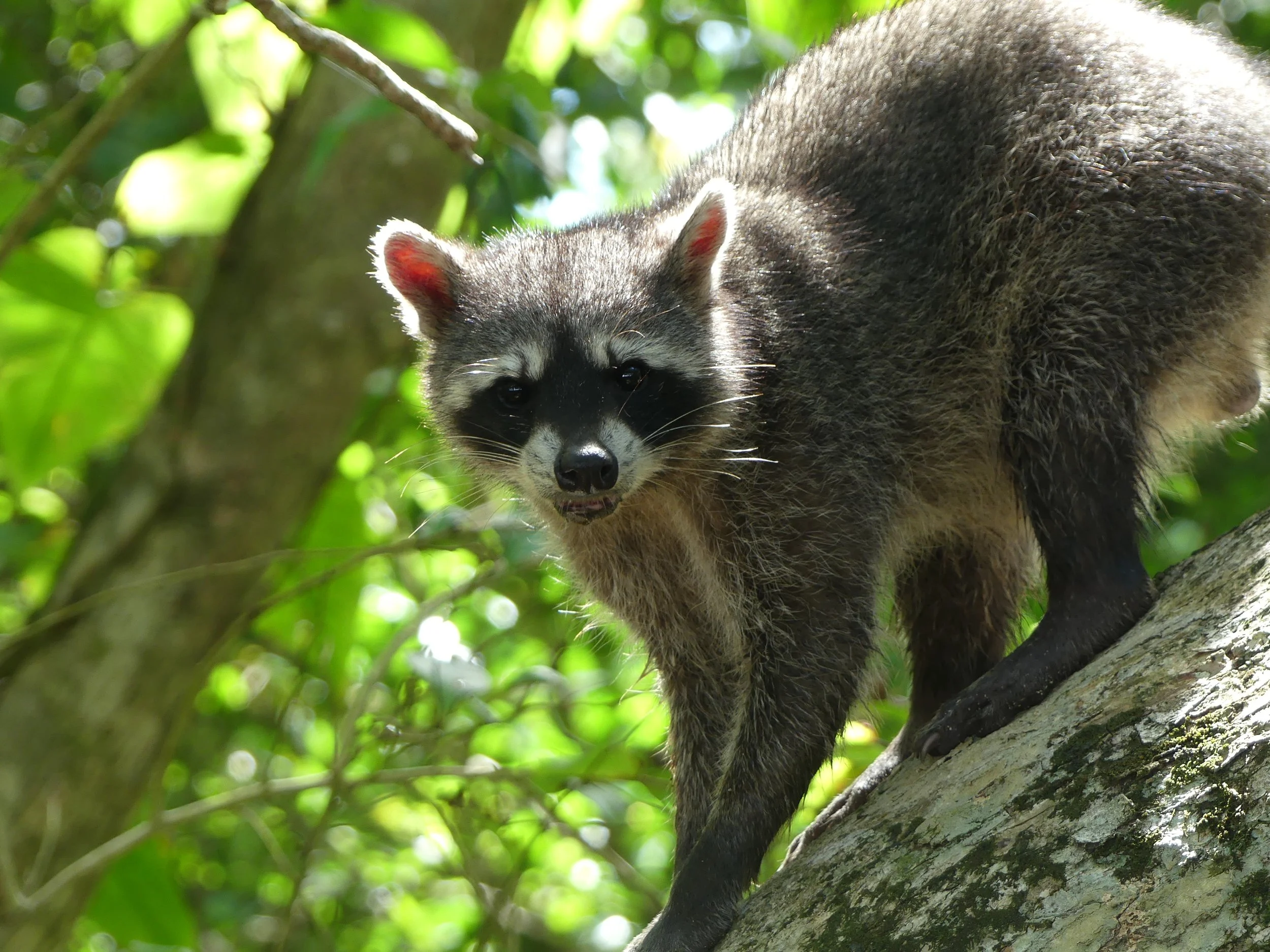 Raccoon in Costa Rica. Costa Rica travel guide. Travel tips for Costa Rica. Where to go in Costa Rica. What to do in Costa Rica. Costa Rica holiday. Costa Rica guide. Costa Rica travel route. Costa Rica Itinerary. spotting wildlife in Puerto Viejo