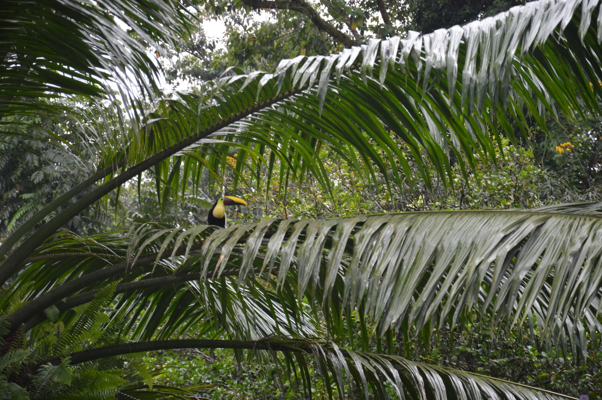 A toucan in a lush jungle in Costa Rica. Costa Rica travel guide. Travel tips for Costa Rica. Where to go in Costa Rica. What to do in Costa Rica. Costa Rica holiday.  What to do in Drake bay. How to visit Corcovado National park. Wildlife spotting