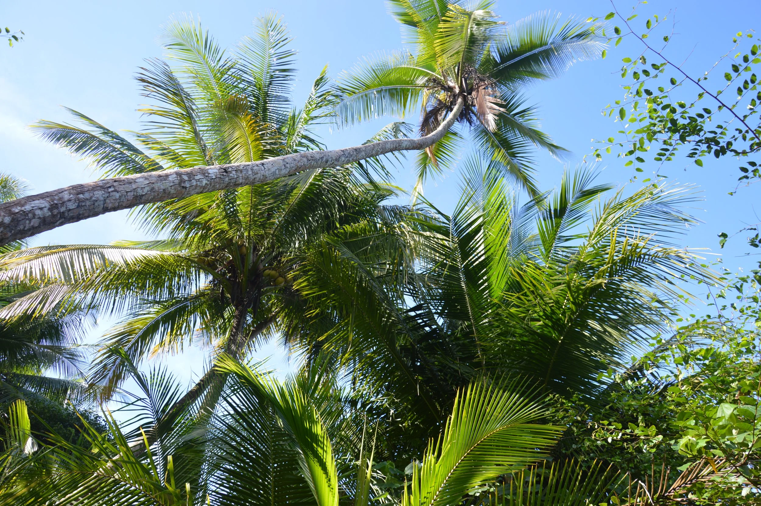 Tropical palm trees with lush green leaves against a blue sky.