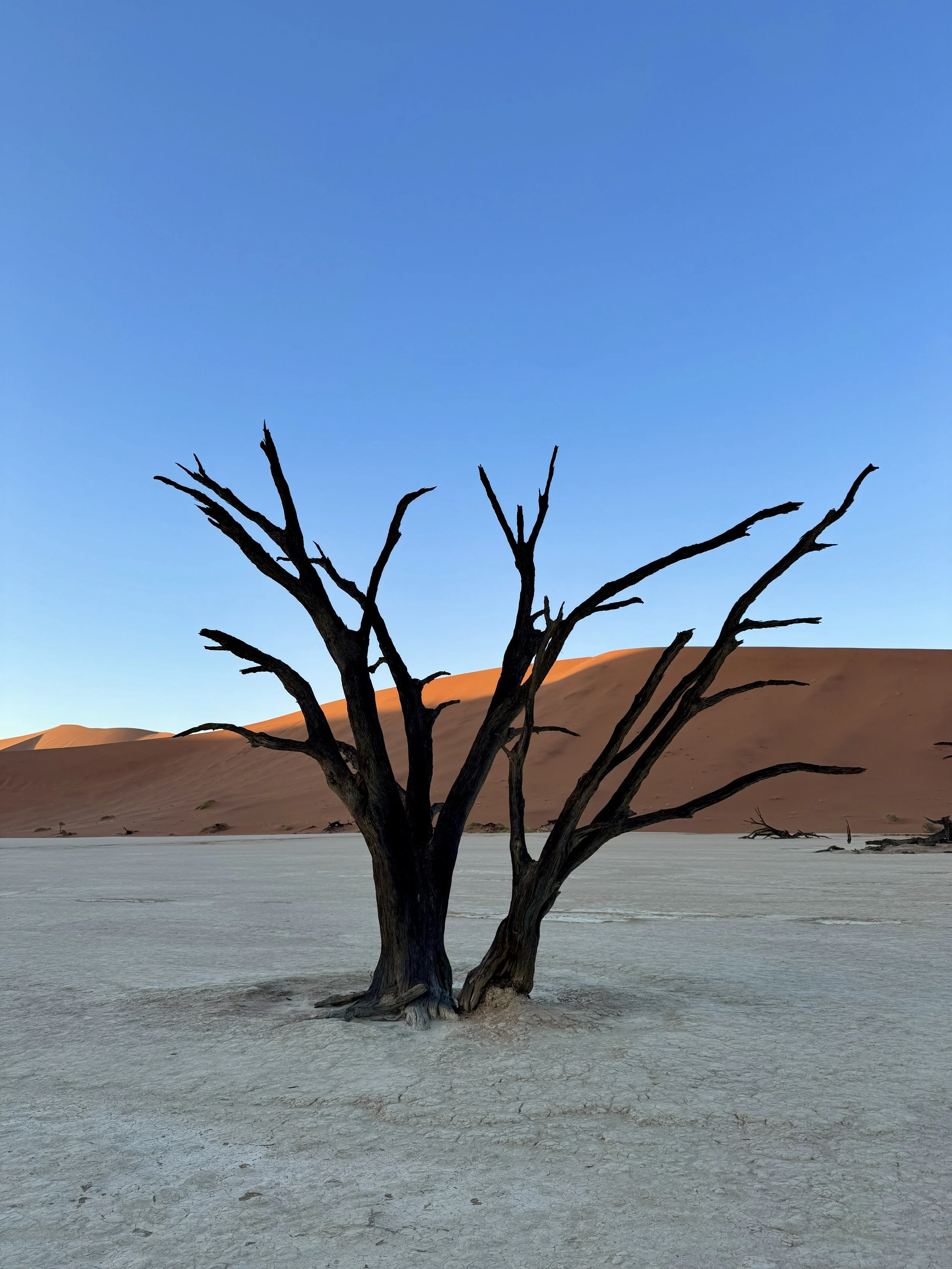 Deadvlei in Namibia. What to do in Sossusvlei. Namibia travel guide. Travel recommendations. Namibia roadtrip. camping in Namib desert
