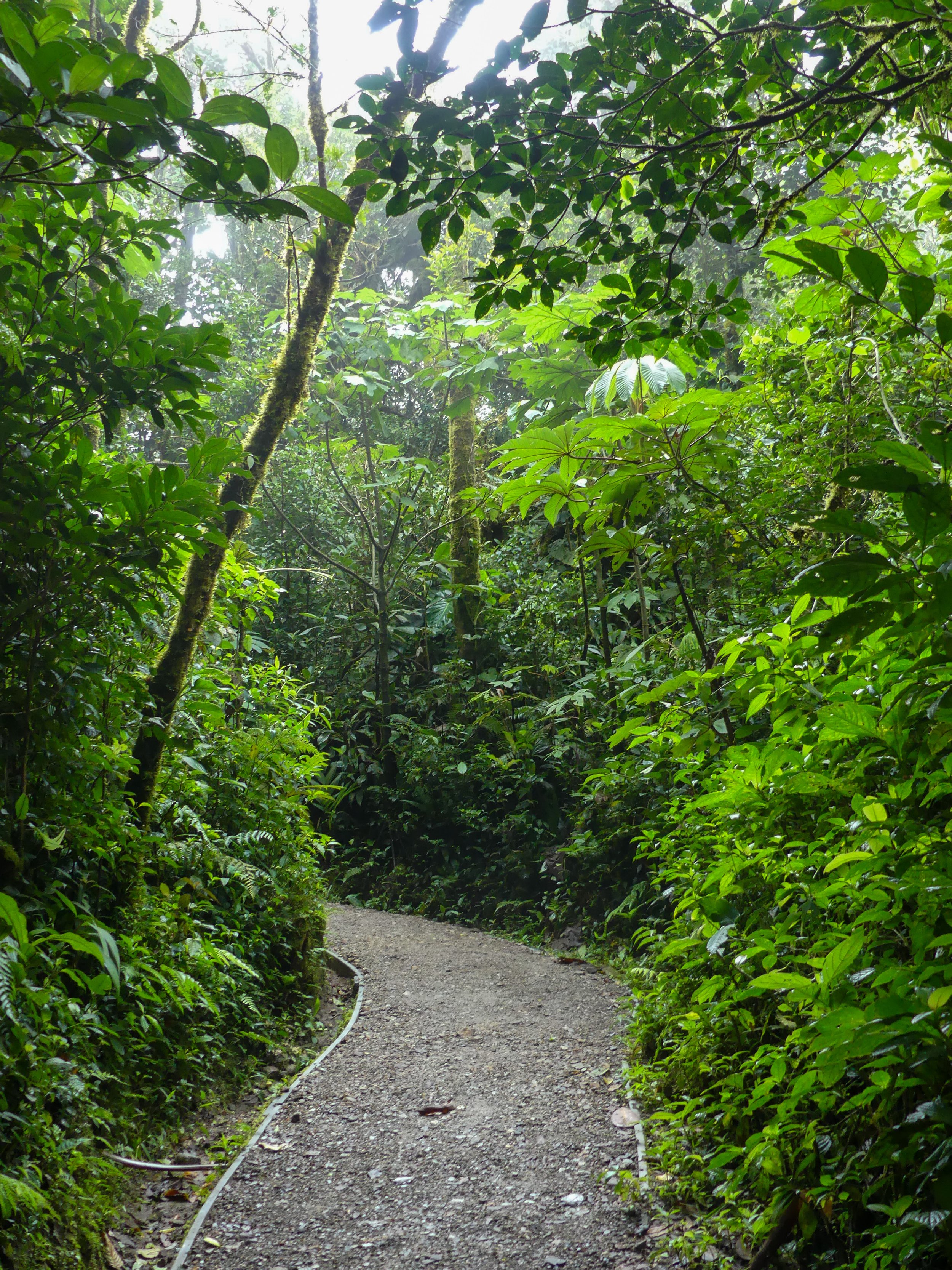 Dense green tropical rainforest in Costa Rica. Best nature spot in Costa Rica. What to do in Monteverde, Costa Rica. Costa Rica online travel guide. Tips for traveling in Costa Rica. Where to go in Costa Rica. Monteverde Cloud forest. Jungle, nature