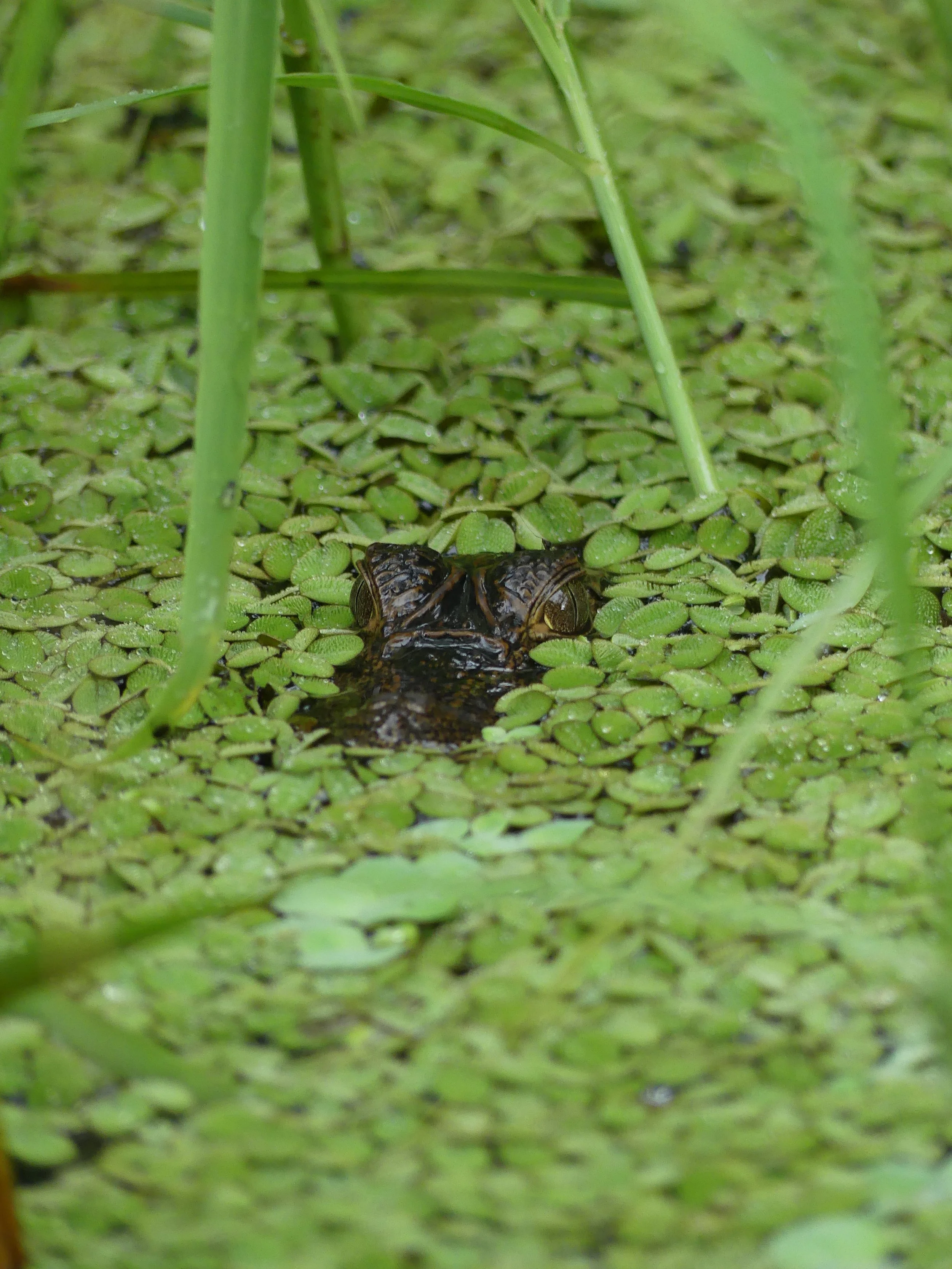 Crocodile head partially submerged in water with green duckweed, surrounded by grass.