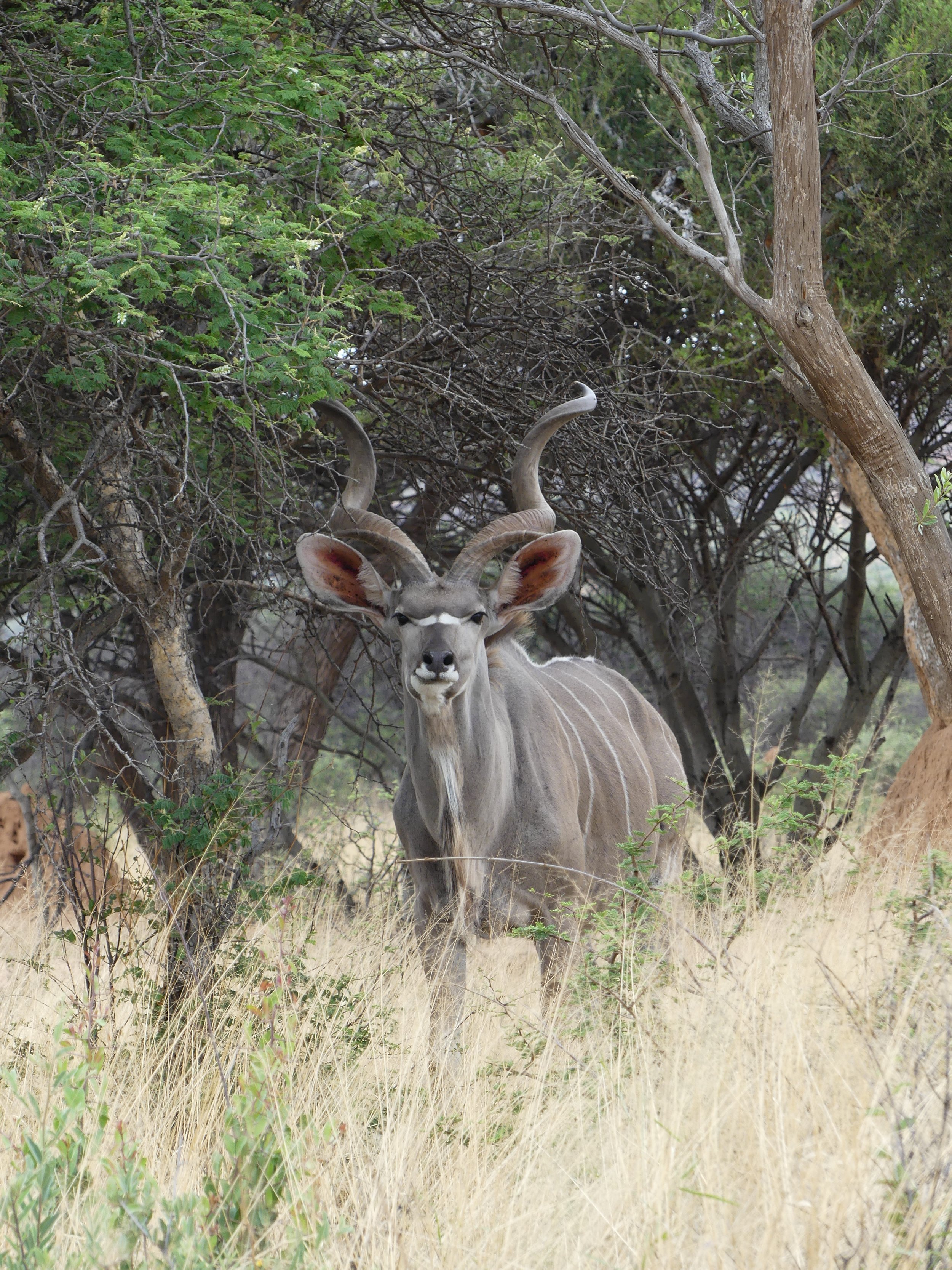 A kudu stands in a grassy area among trees in Okonjima nature reserve, Namibia