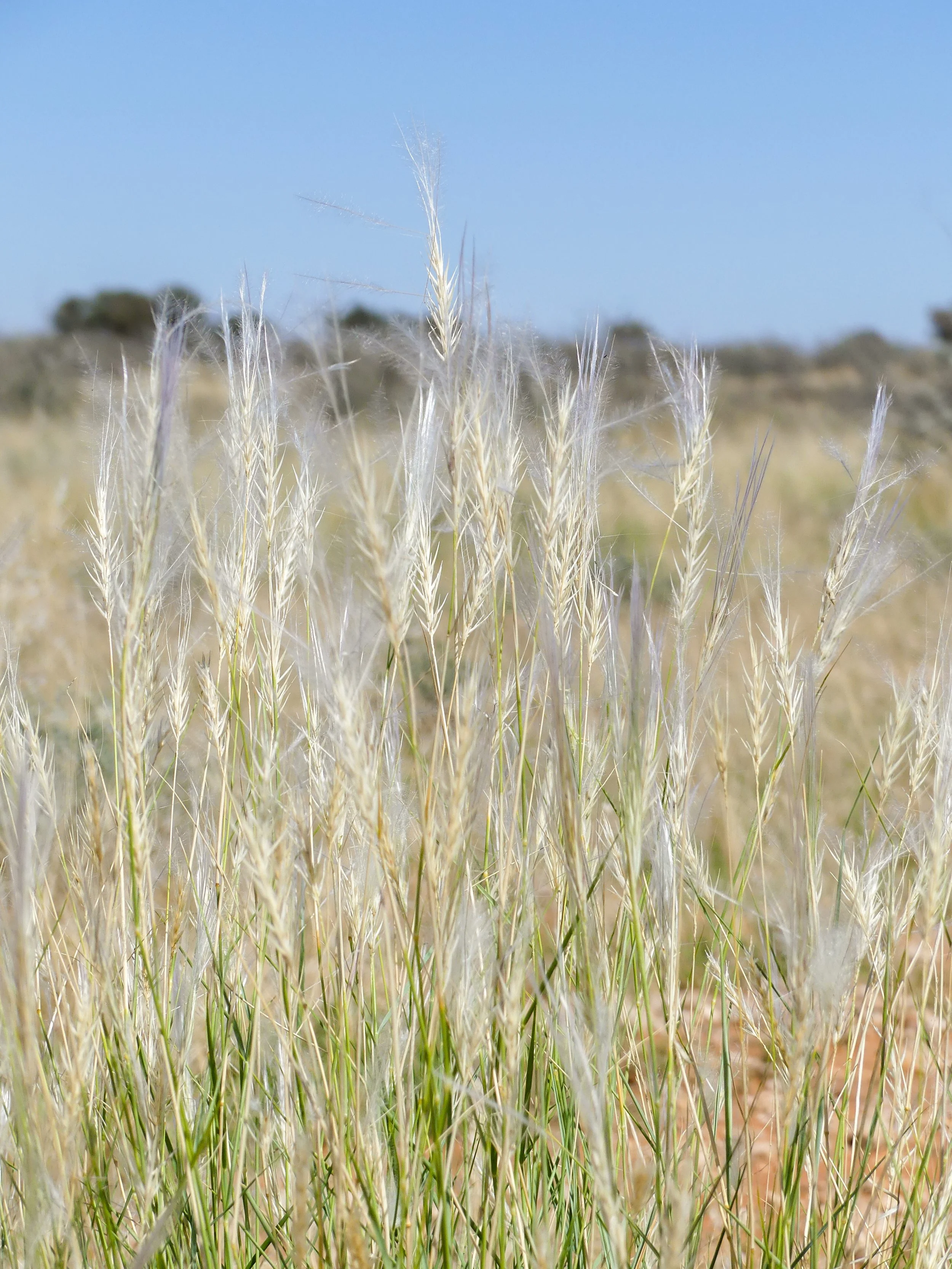 Close-up of tall, beige wild grass made during a hike in the Kalahari in Namibia. A must do activity on your roadtrip