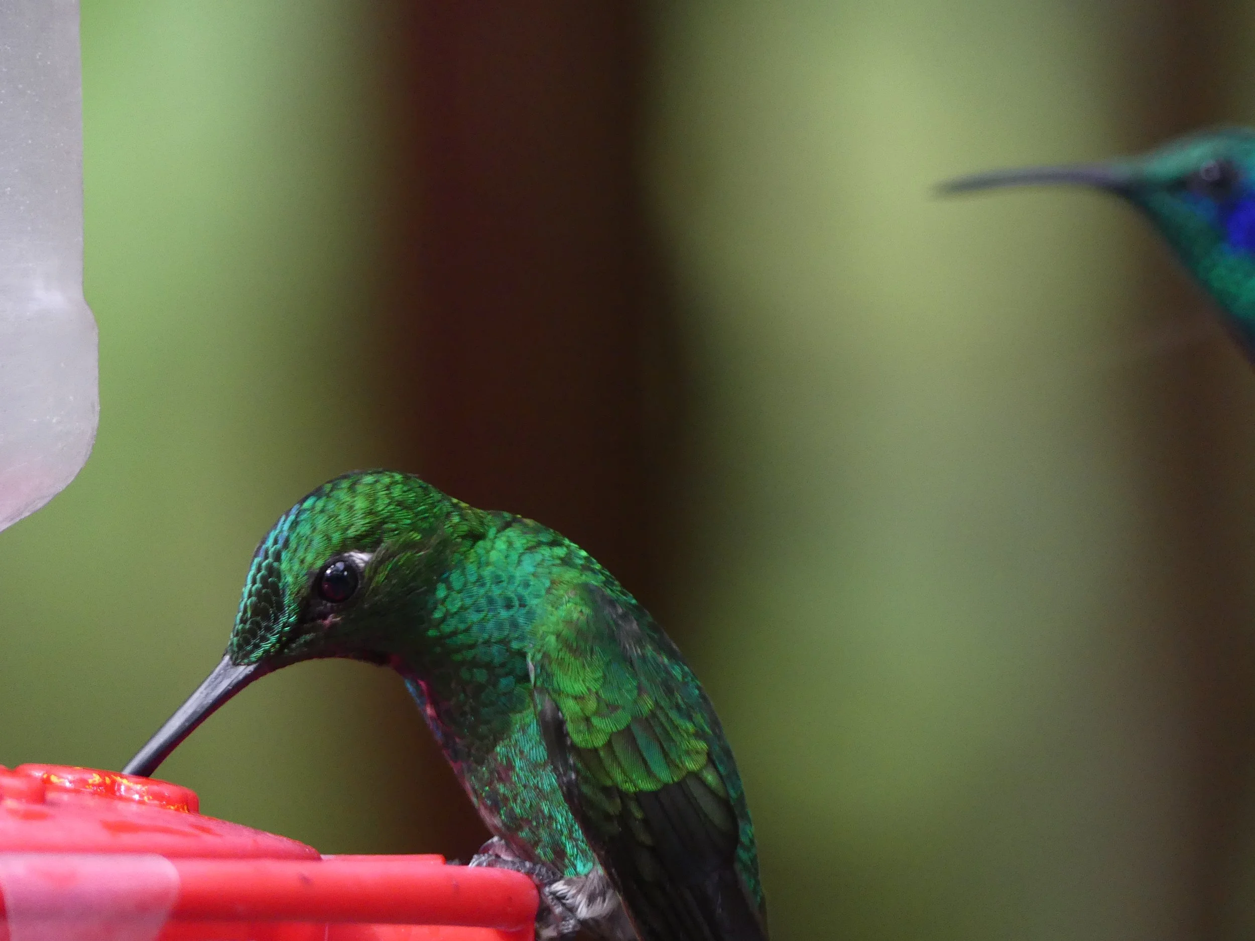 Close-up of a green hummingbird feeding at a red bird feeder with another hummingbird in the background.