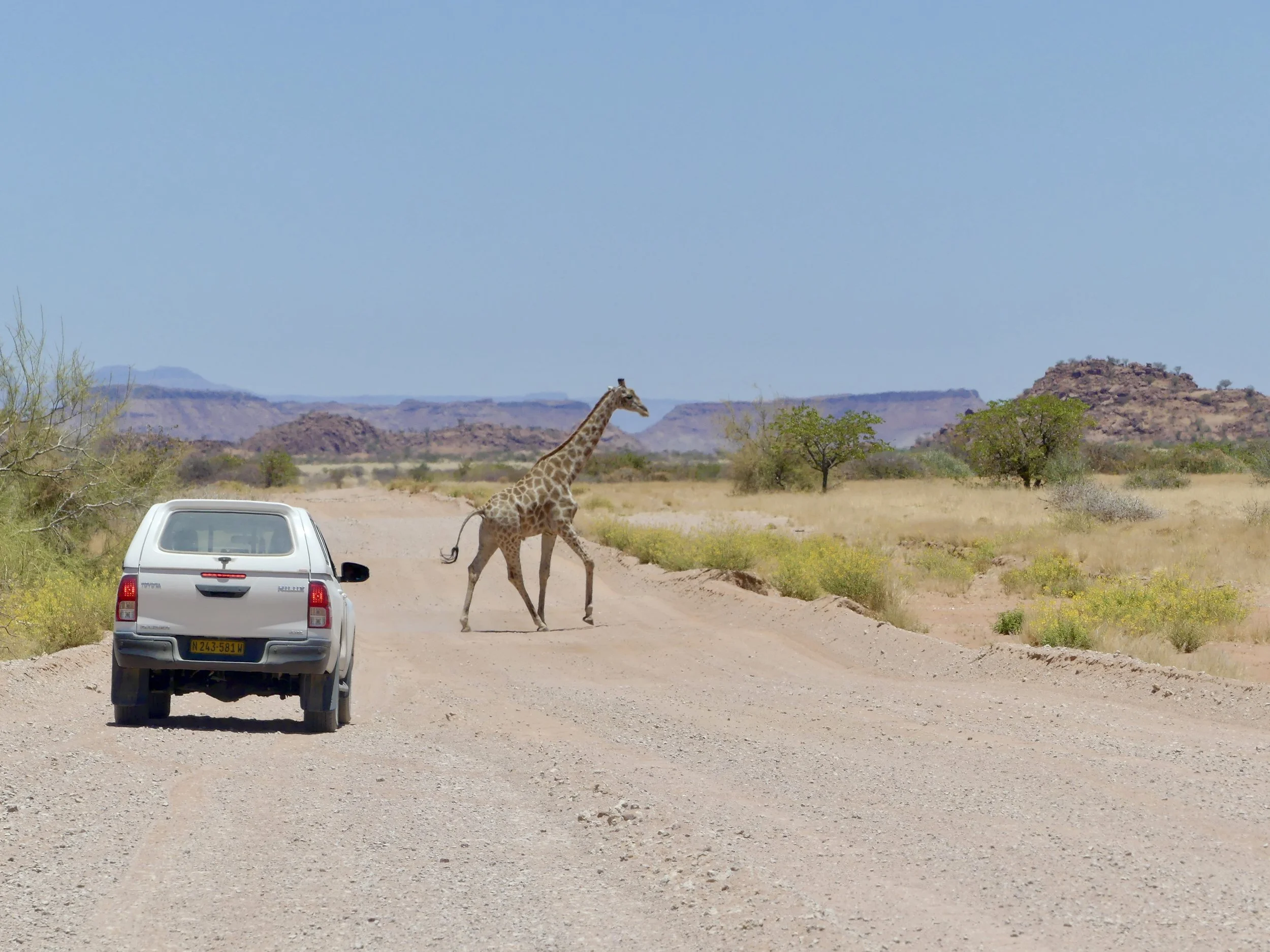A giraffe crossing the road right before a 4x4 car in Damaraland, Namibia. Wildlife crossing the dirt roads during a Namibia roadtrip.
