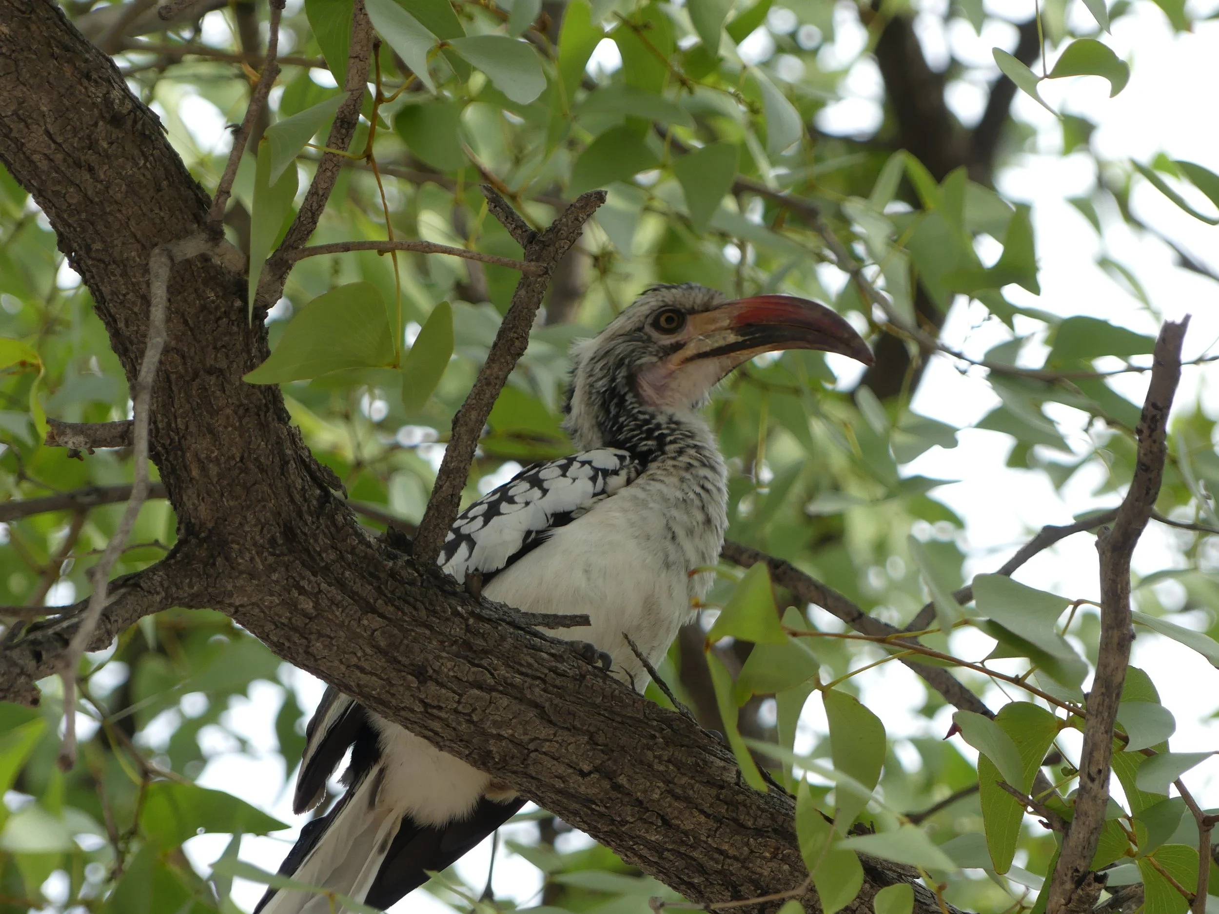 A spotted hornbill bird perched on a tree branch with green leaves in Etosha national park. Wildlife safari in Namibia