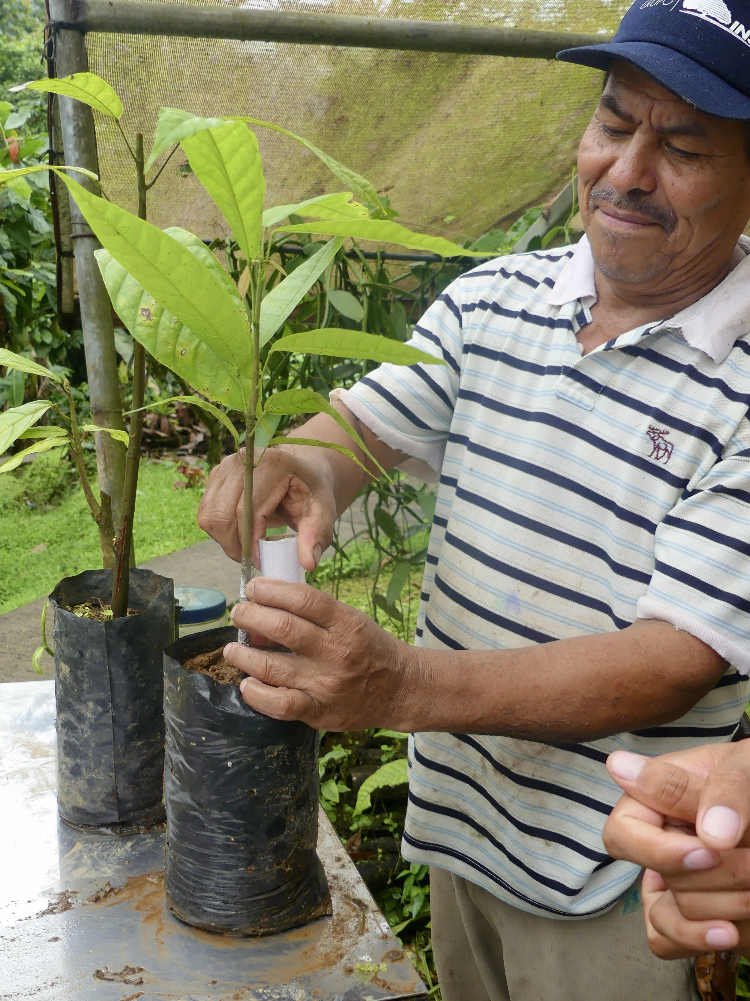 Man taking care of young plant in a nursery, wearing a striped shirt and cap, holding a plant in a black pot.