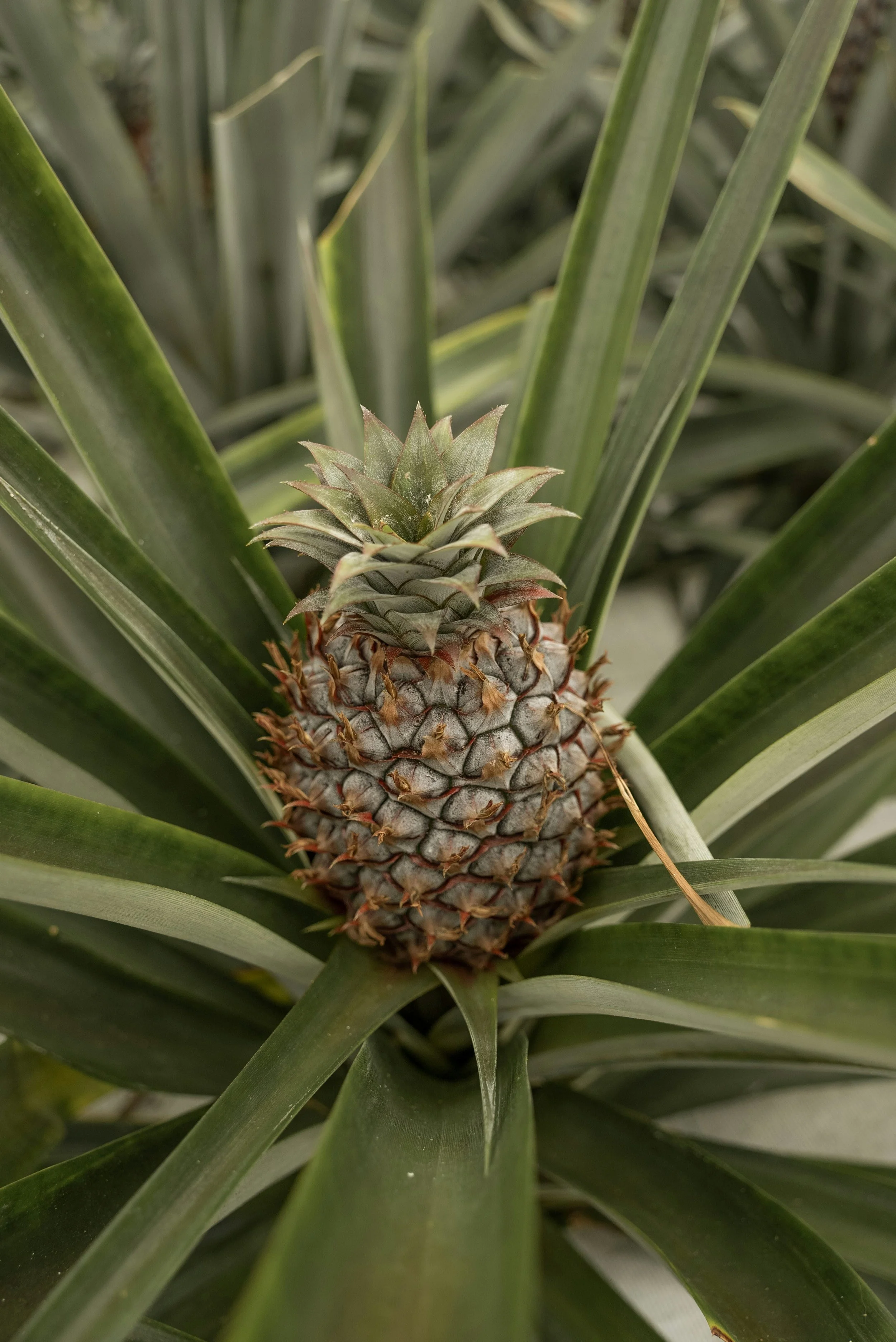 Cozy pineapple farm, Herdade Do Ananas, hotel stay near Ponta Delgada, São Miguel — relax in local accommodation and taste fresh pineapple.