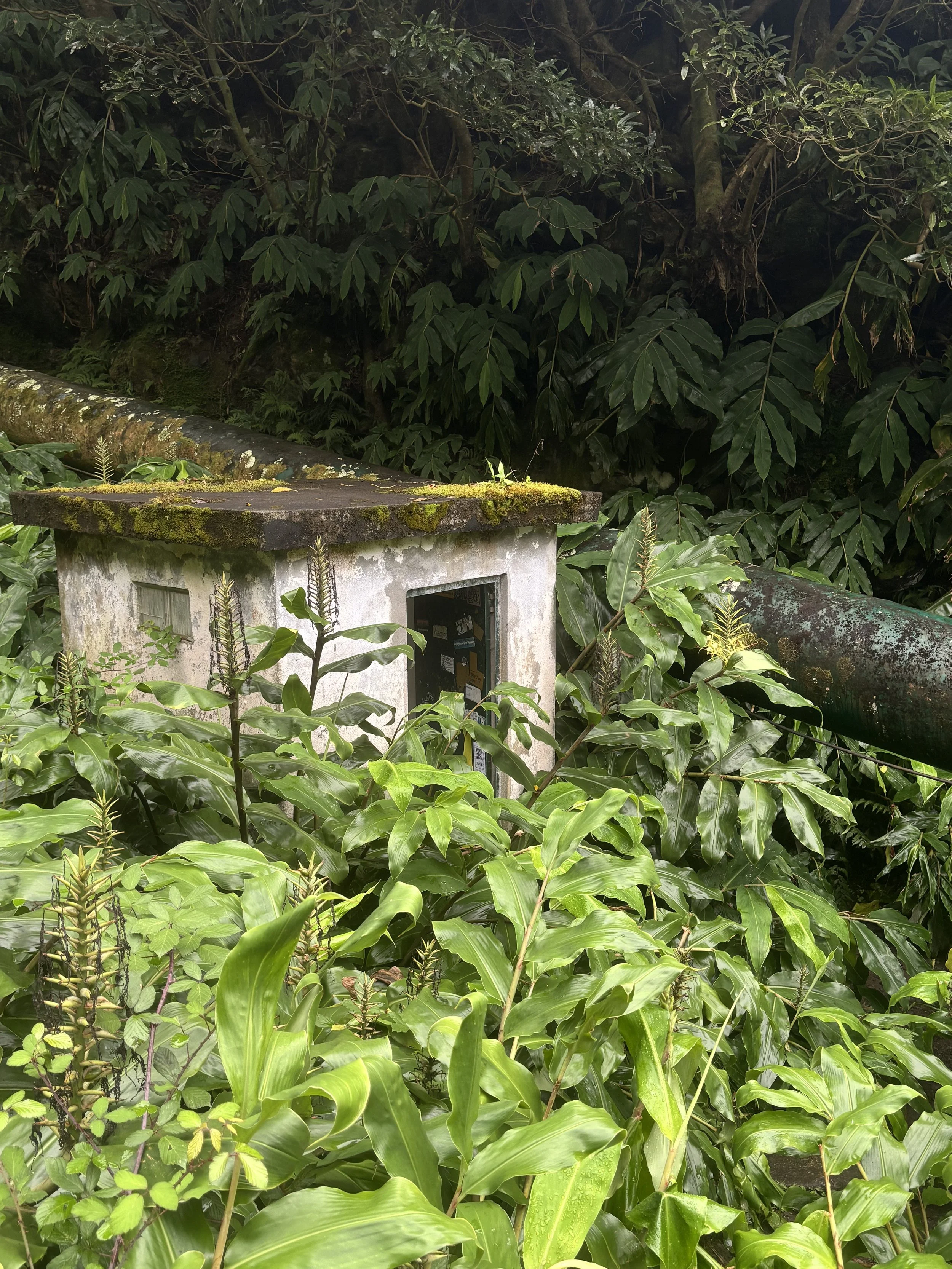 Lush volcanic scenery in São Miguel, Azores — explore the best viewpoints and nature spots on the island.