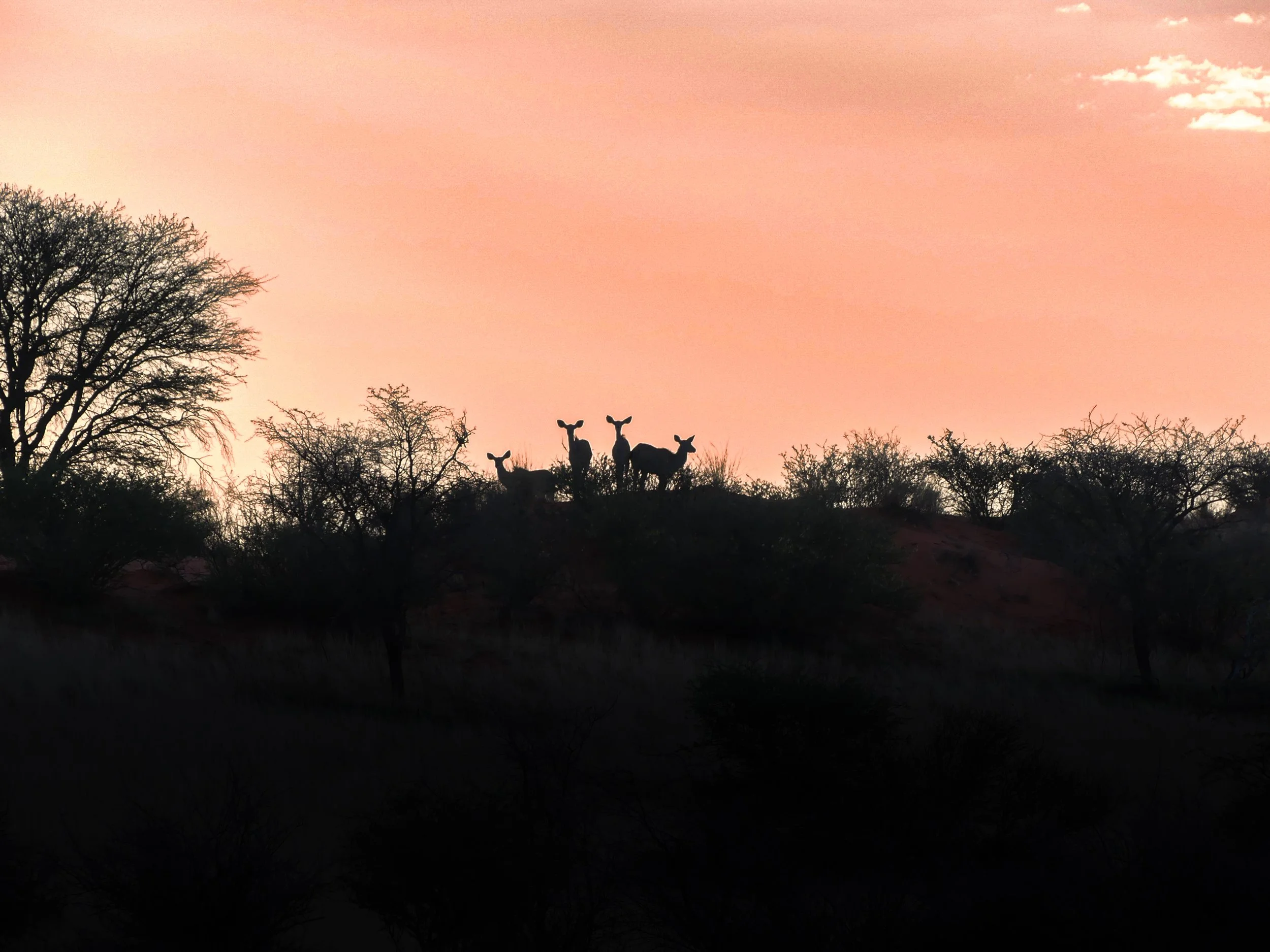 Silhouettes of kudu's at sunset in the Kalahari desert in Namibia during a scenic game drive.