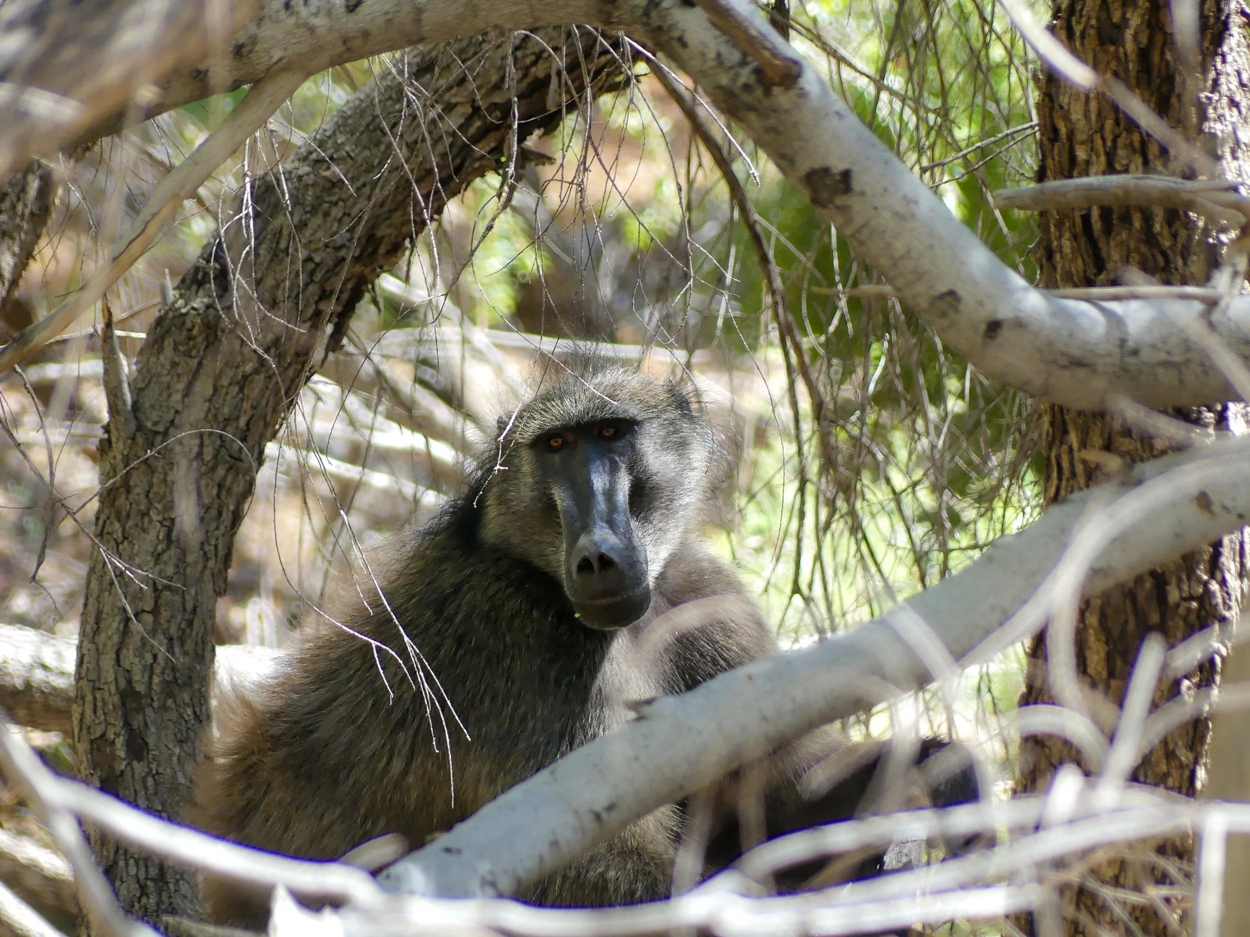 Spotted on a hike at the Naukluft national park, a baboon sitting among trees and looking directly at the camera right by the hiking trail