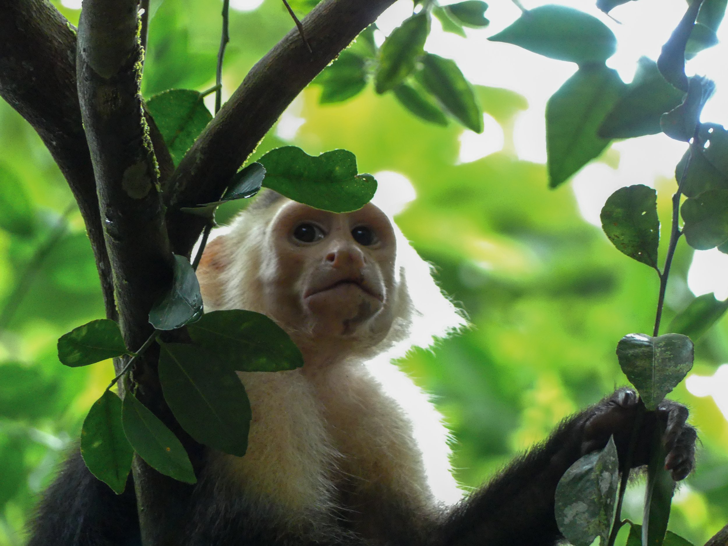 Capuchin monkey in Costa Rica. What to do in Costa Rica. Wildlife spotting in Costa Rica. The best Costa Rica travel guide. Travel tips Costa Rica. Where to go in Costa Rica. Travel itinerary Costa Rica. Drake Bay, Corcovado National Park