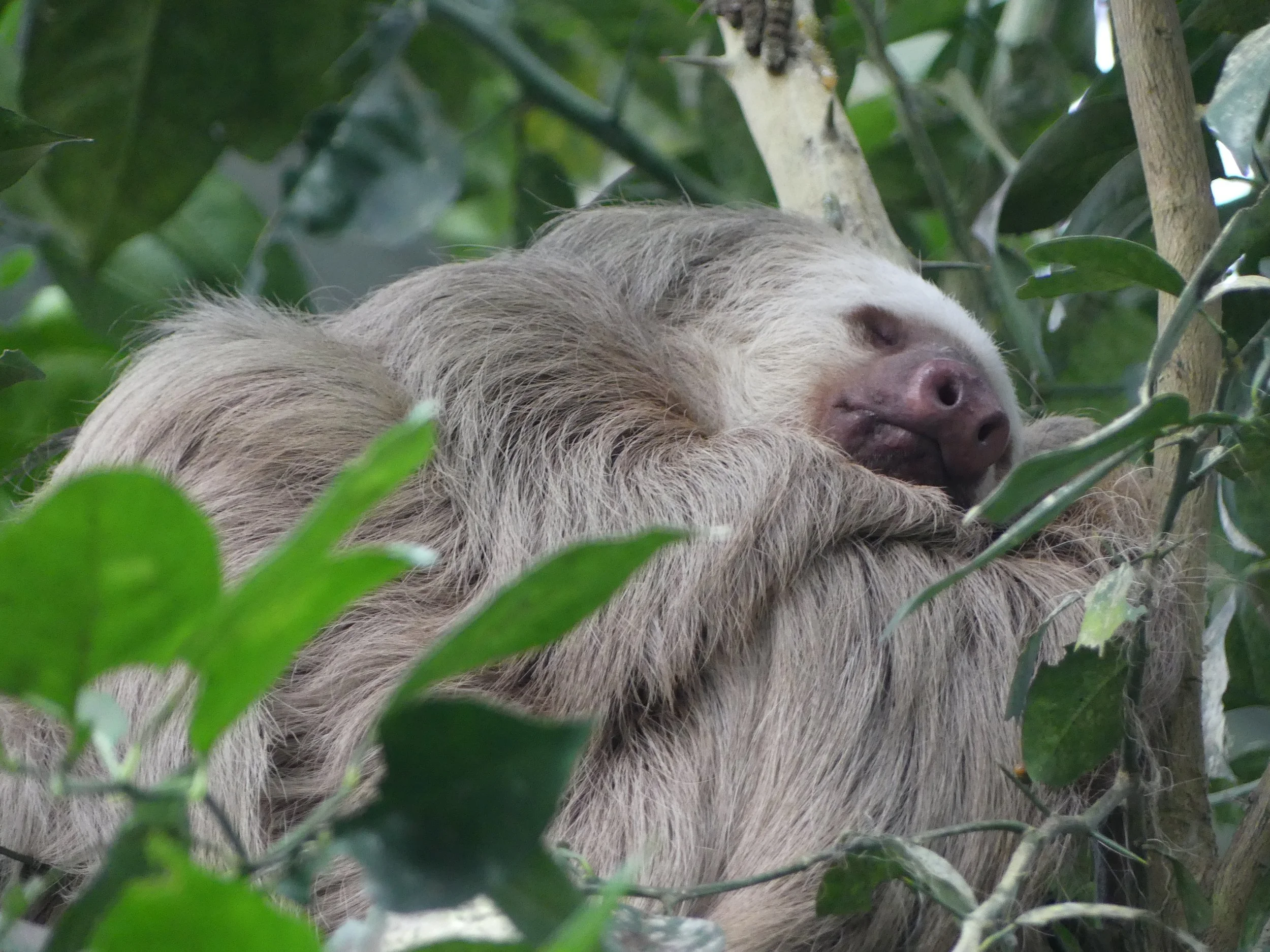 A sloth sleeping in a tree surrounded by green leaves.