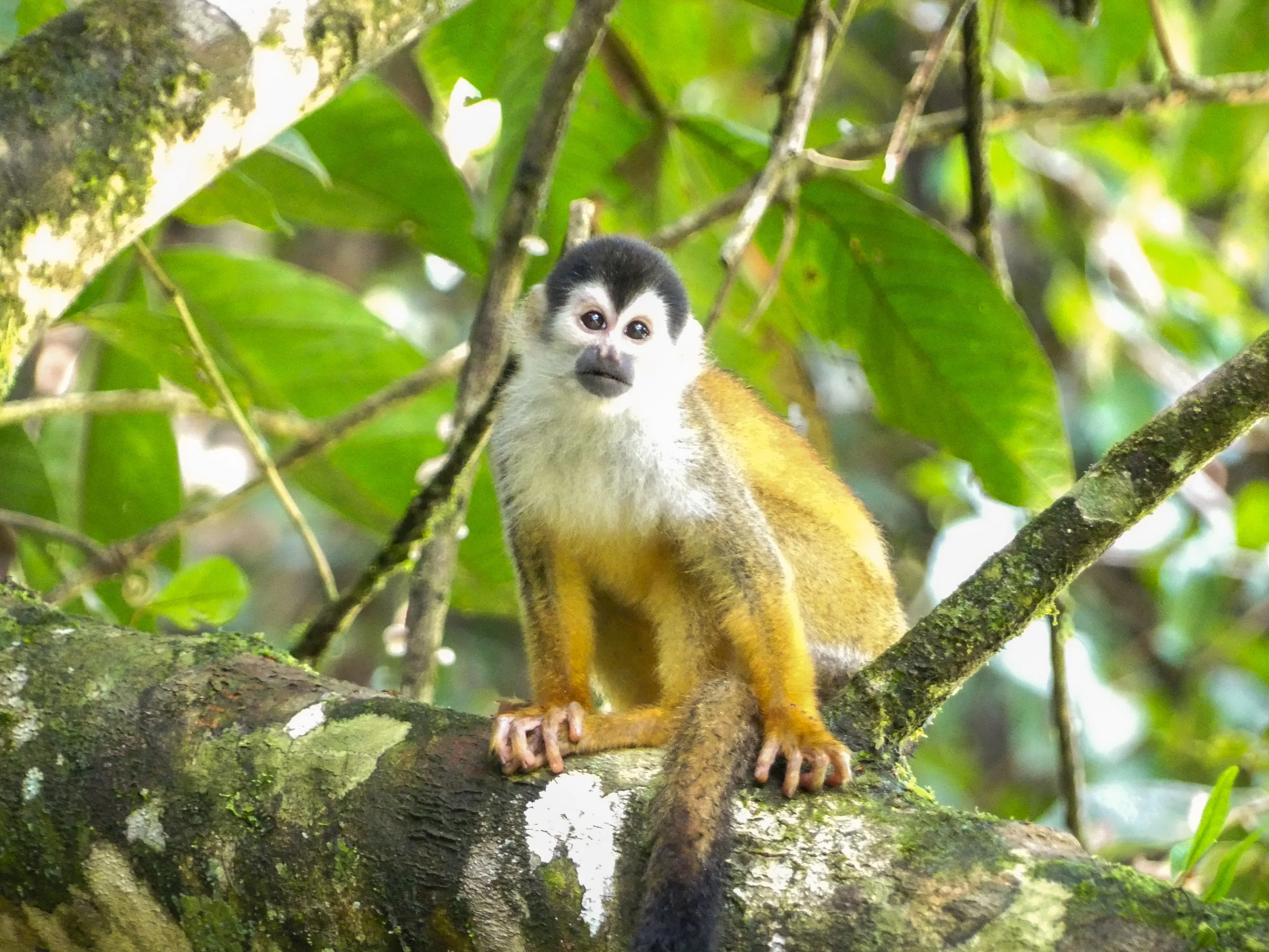 A squirrel monkey in Costa Rica. Costa Rica travel guide. Travel tips for Costa Rica. Where to go in Costa Rica. What to do in Costa Rica. Costa Rica holiday. Costa Rica guide. Costa Rica travel route. Costa Rica Itinerary. Wildlife spotting.