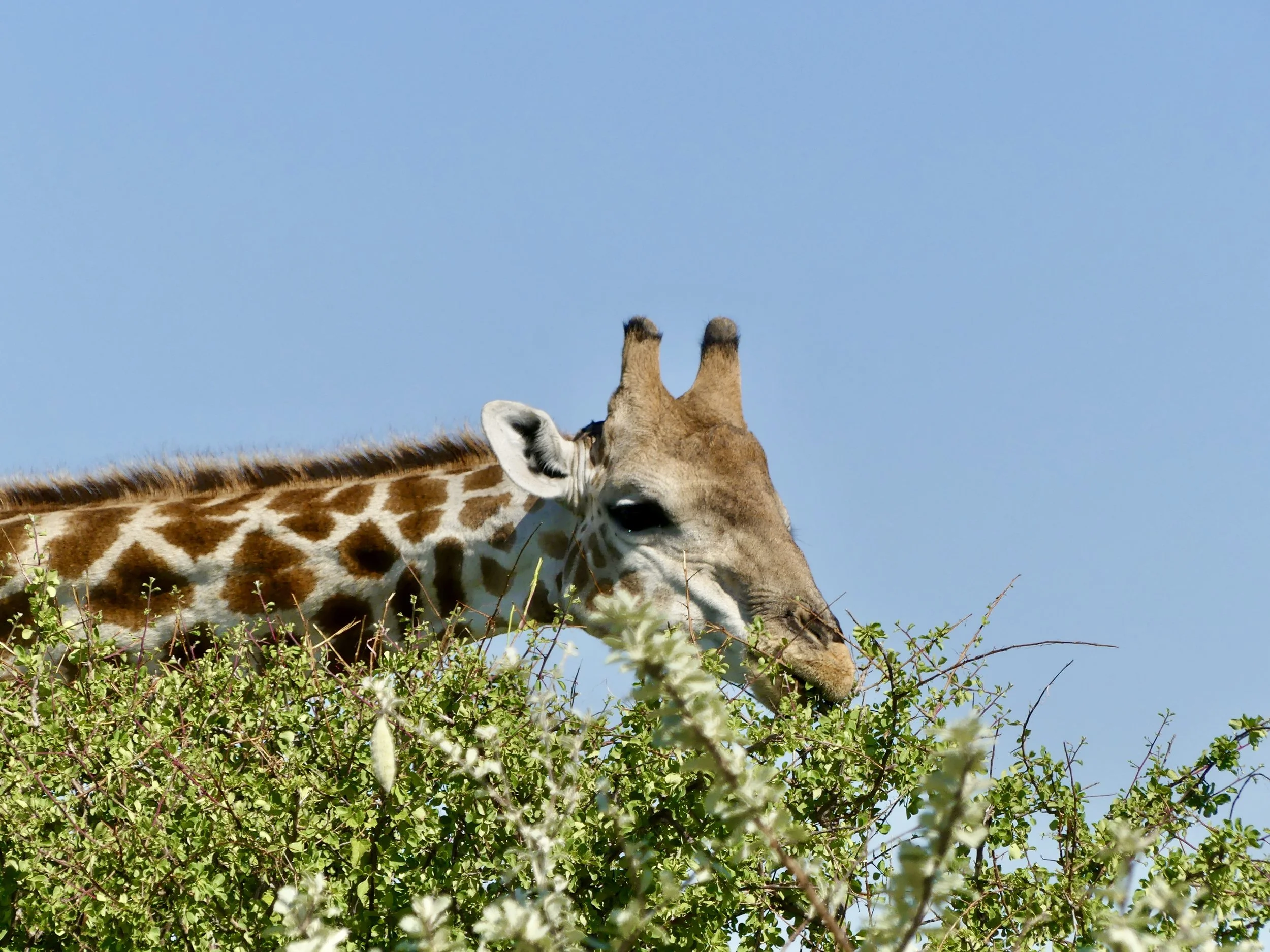 A Giraffe eating leaves from a bush against a blue sky in Etosha Namibia