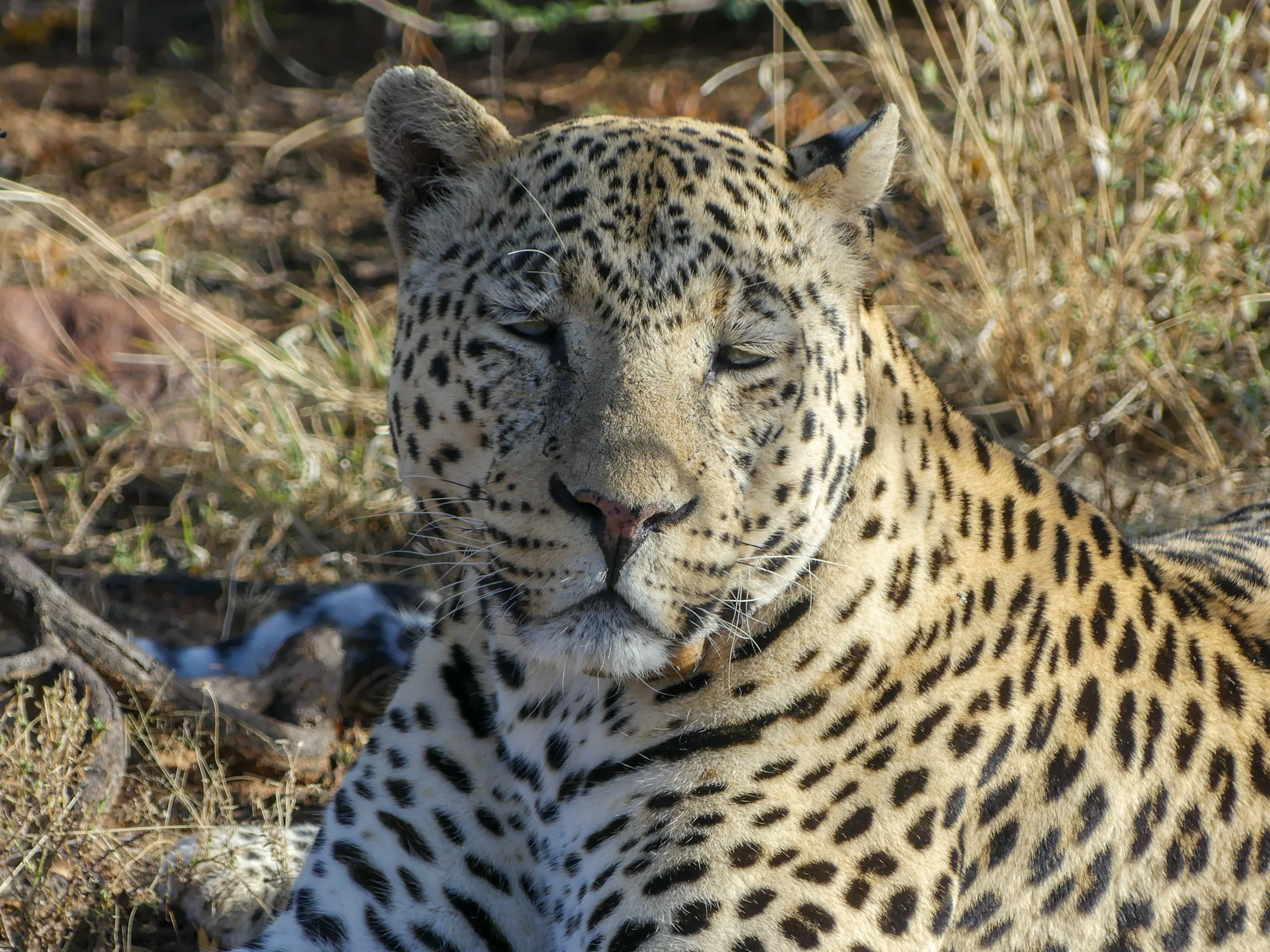 Close encounter with leopard in Okonjima Nature Reserve during Namibia safari