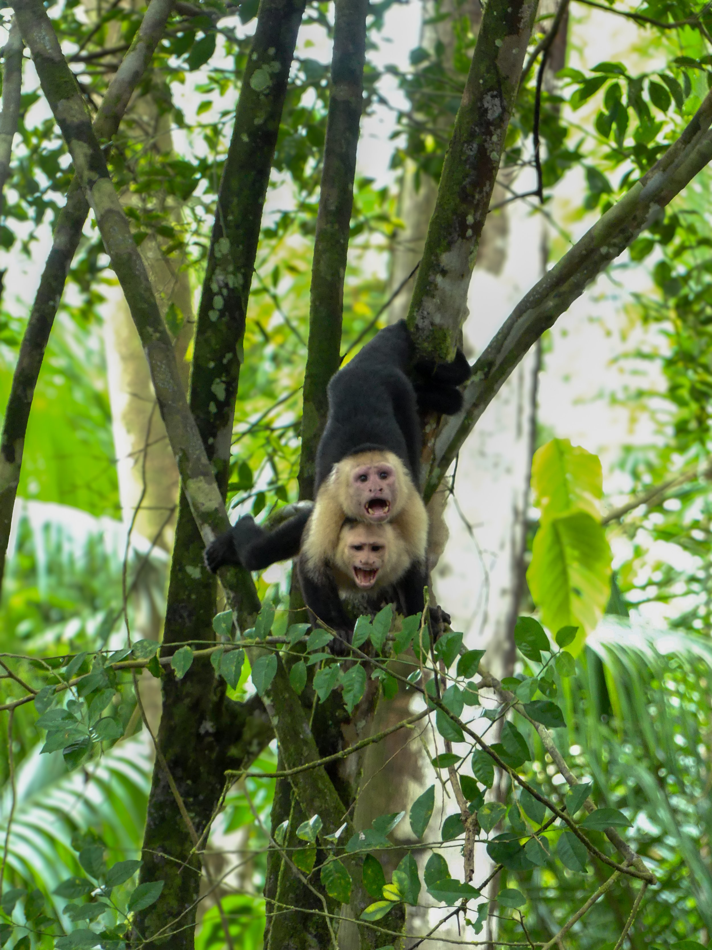 Wild life in Costa Rica. Costa Rica travel guide. Travel tips Costa Rica. Spotting wildlife in Costa Rica. Corcovado National Park Costa Rica. Drake Bay Costa Rica. Online travel guide