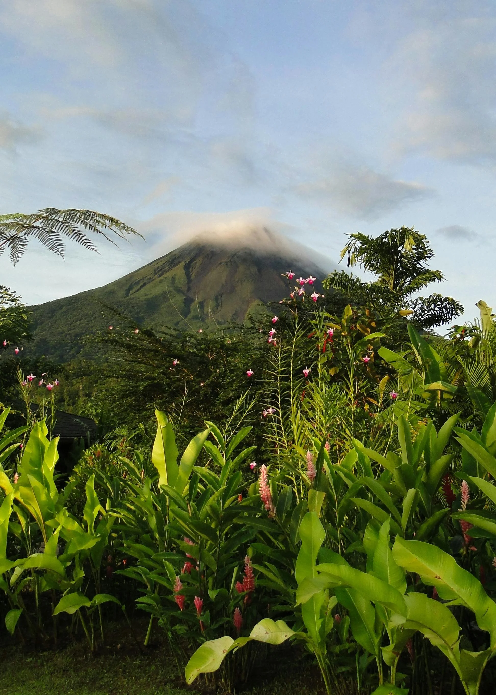 Lush green tropical foliage with pink flowers in the foreground and a cloud-covered volcano in the background under a blue sky.
