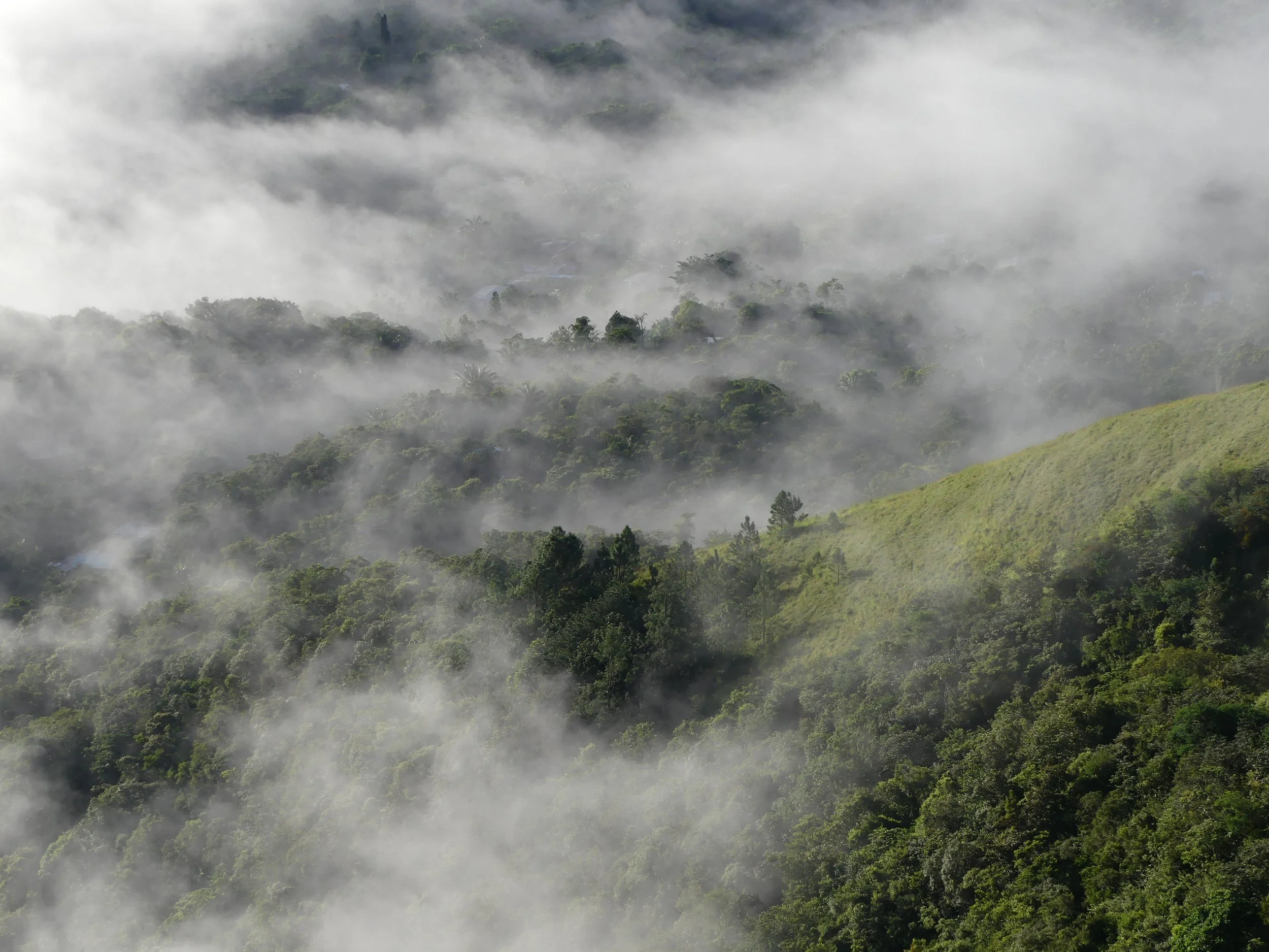 Aerial view of a misty, lush green rainforest with fog rolling over the treetops.