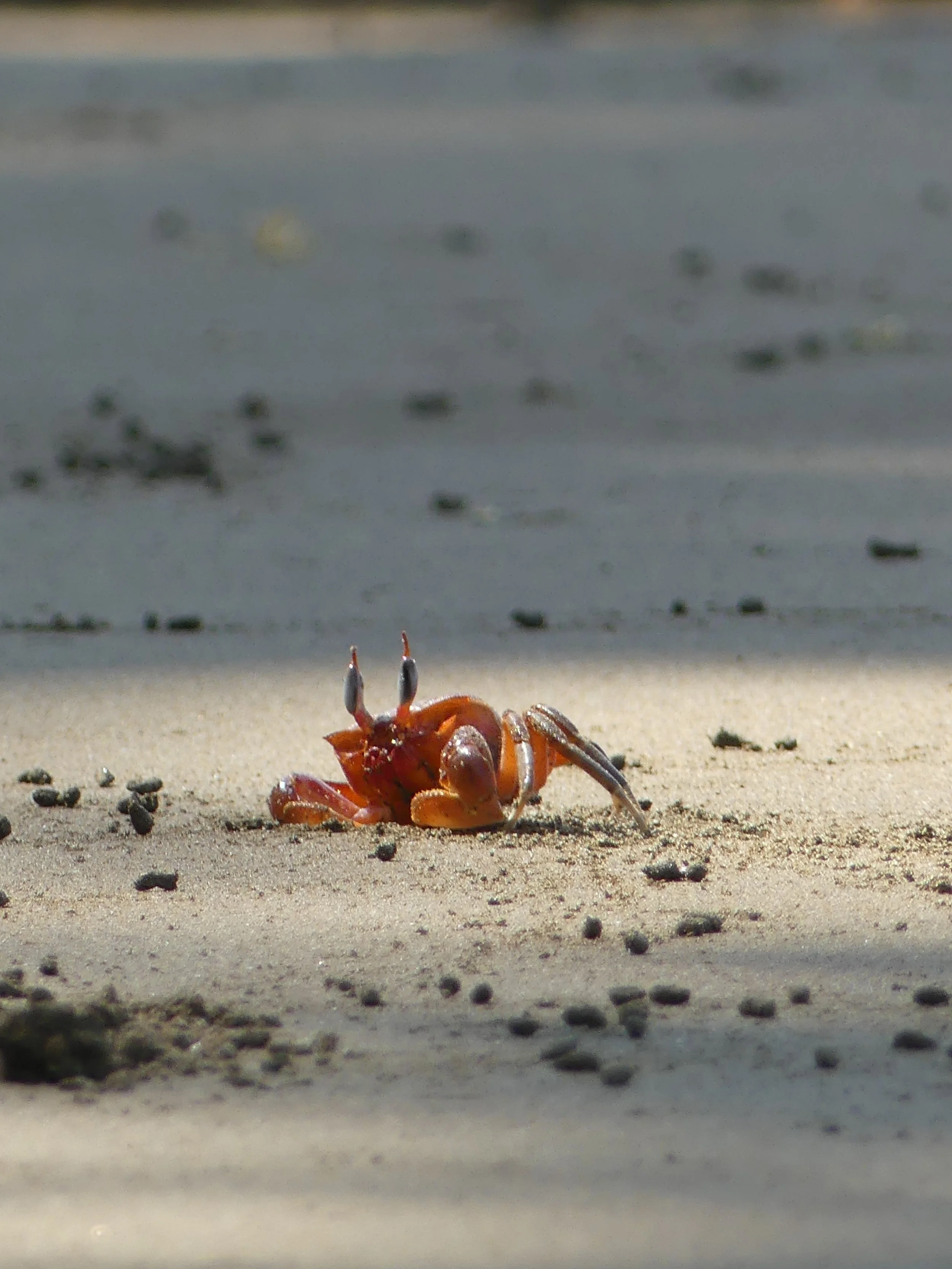 The beach of Uvita, Costa Rica. Costa Rica travel guide. travel tips Costa Rica. Travel to Costa Rica. Beach in Costa Rica. What to do in Costa Rica. Where to go in Costa Rica. What to do in Uvita. Uvita Costa Rica best beach. Beach holiday