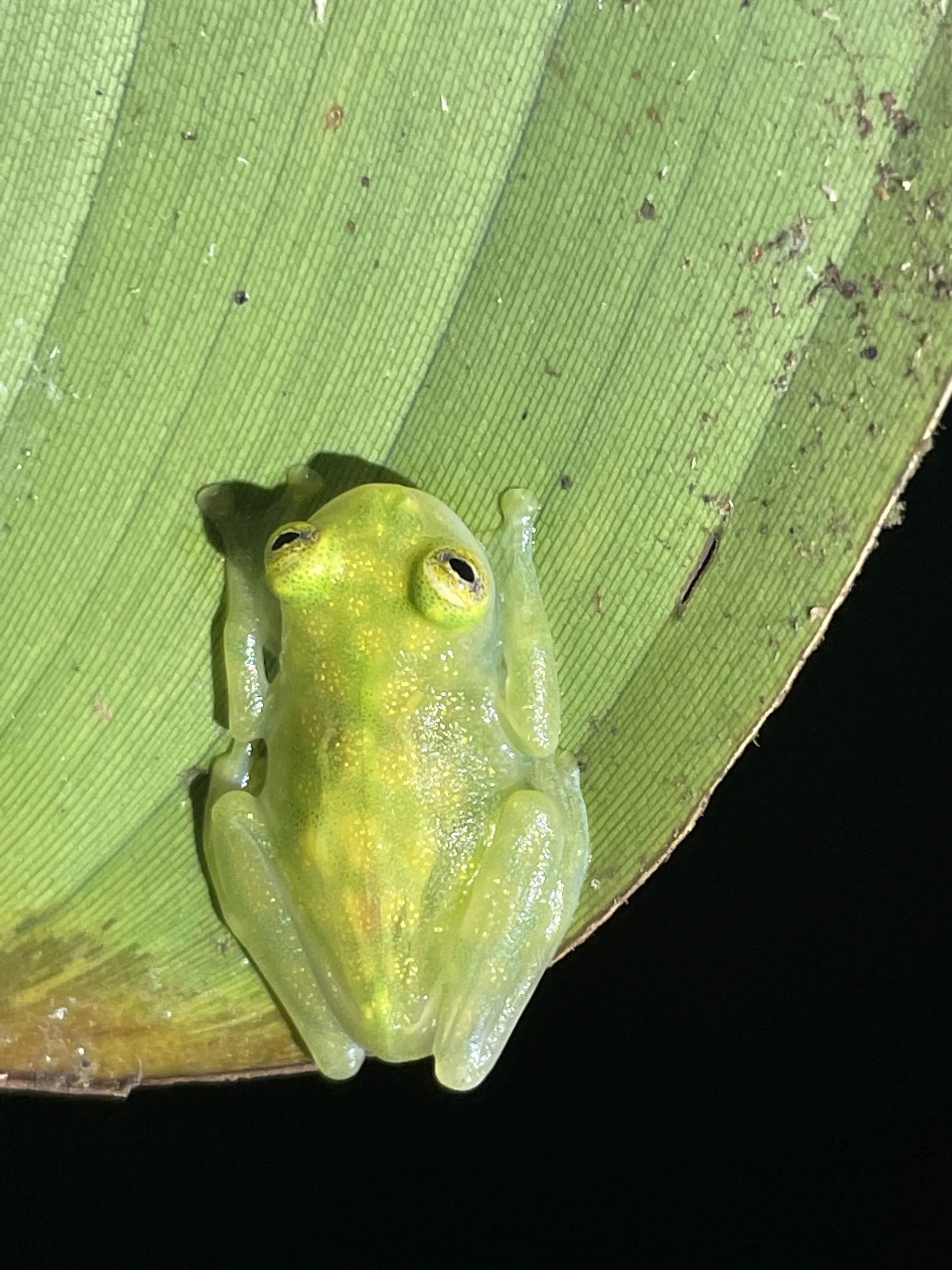 A small green glass frog sitting on a leaf. Travel tips for Costa Rica. Where to go in Costa Rica. What to do in Costa Rica. Costa Rica holiday. What to do in Drake bay. How to visit Corcovado National park. Wildlife spotting in Costa Rica.