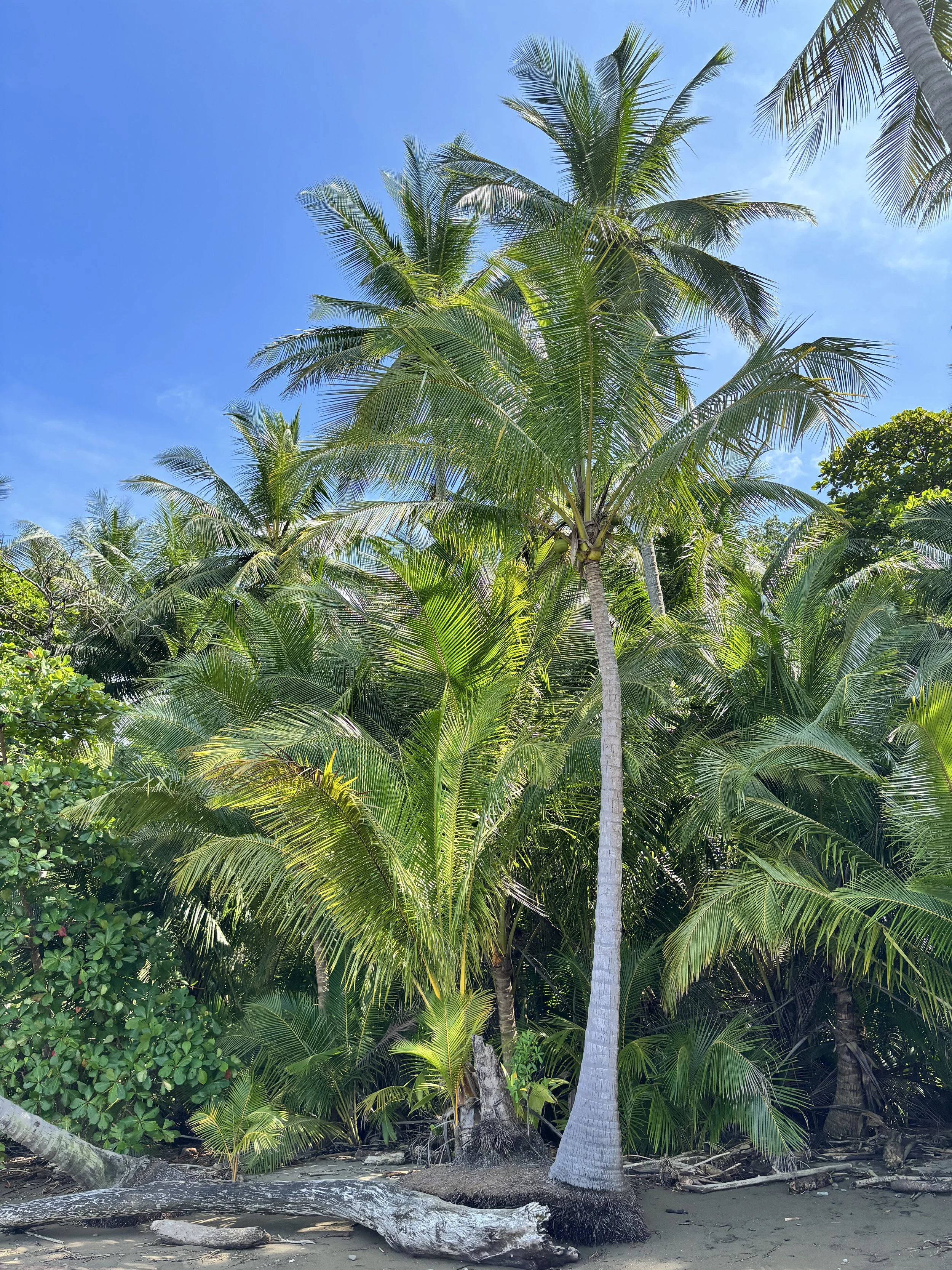 Tropical palm trees with a blue sky