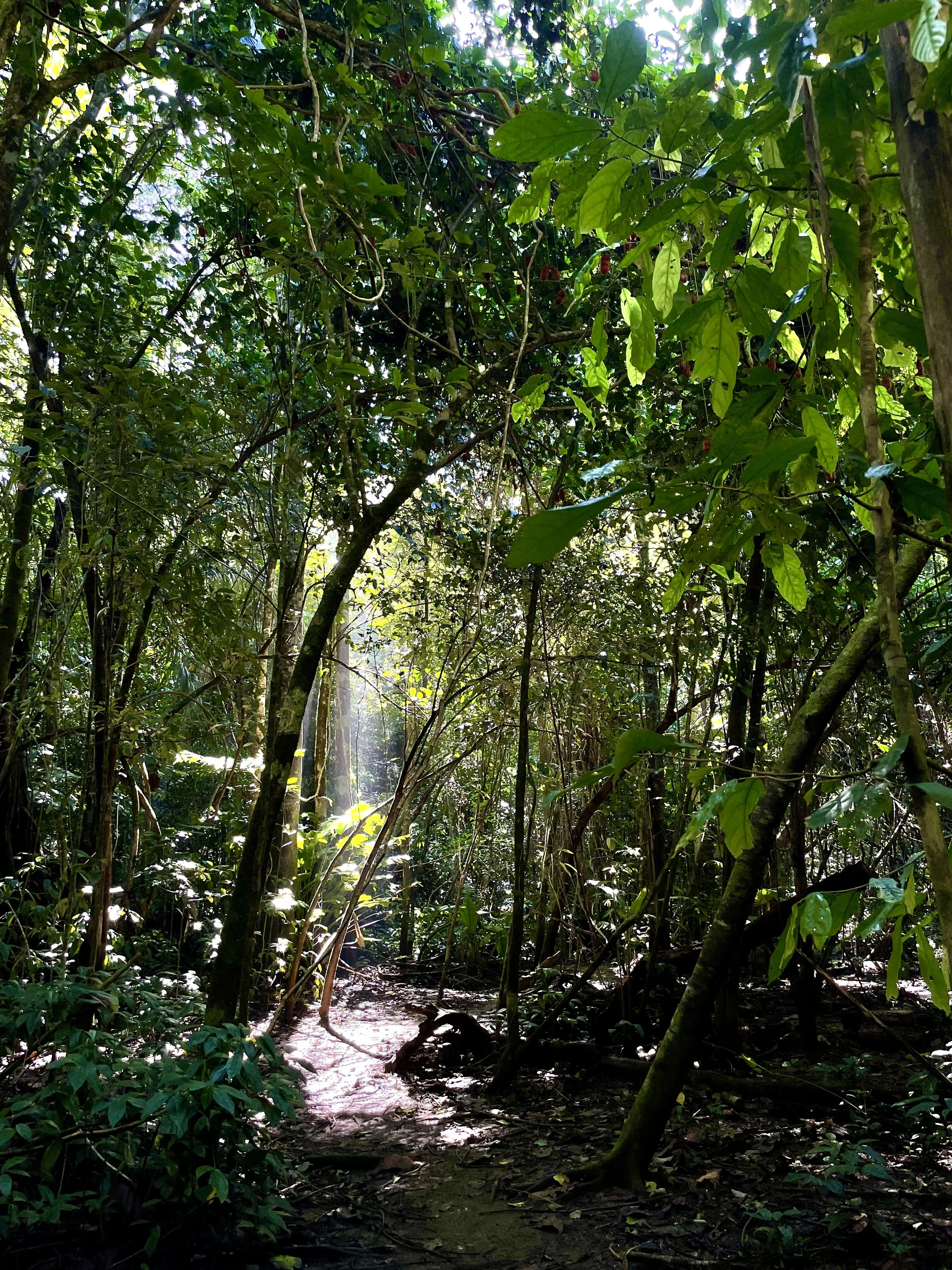 The dense jungle of Costa Rica. Costa Rica travel guide. Travel tips for Costa Rica. Where to go in Costa Rica. What to do in Costa Rica. Costa Rica holiday. Costa Rica guide. Costa Rica travel route. Costa Rica Itinerary. Tips. Don't miss.