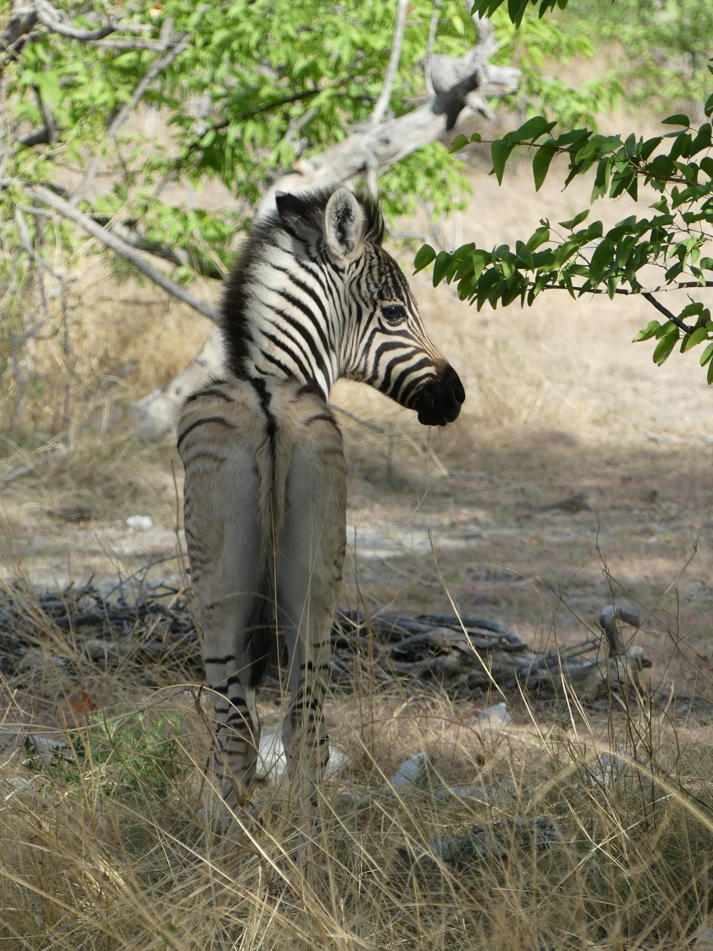 Spotted baby zebra in Etosha National park during a Namibia roadtrip.