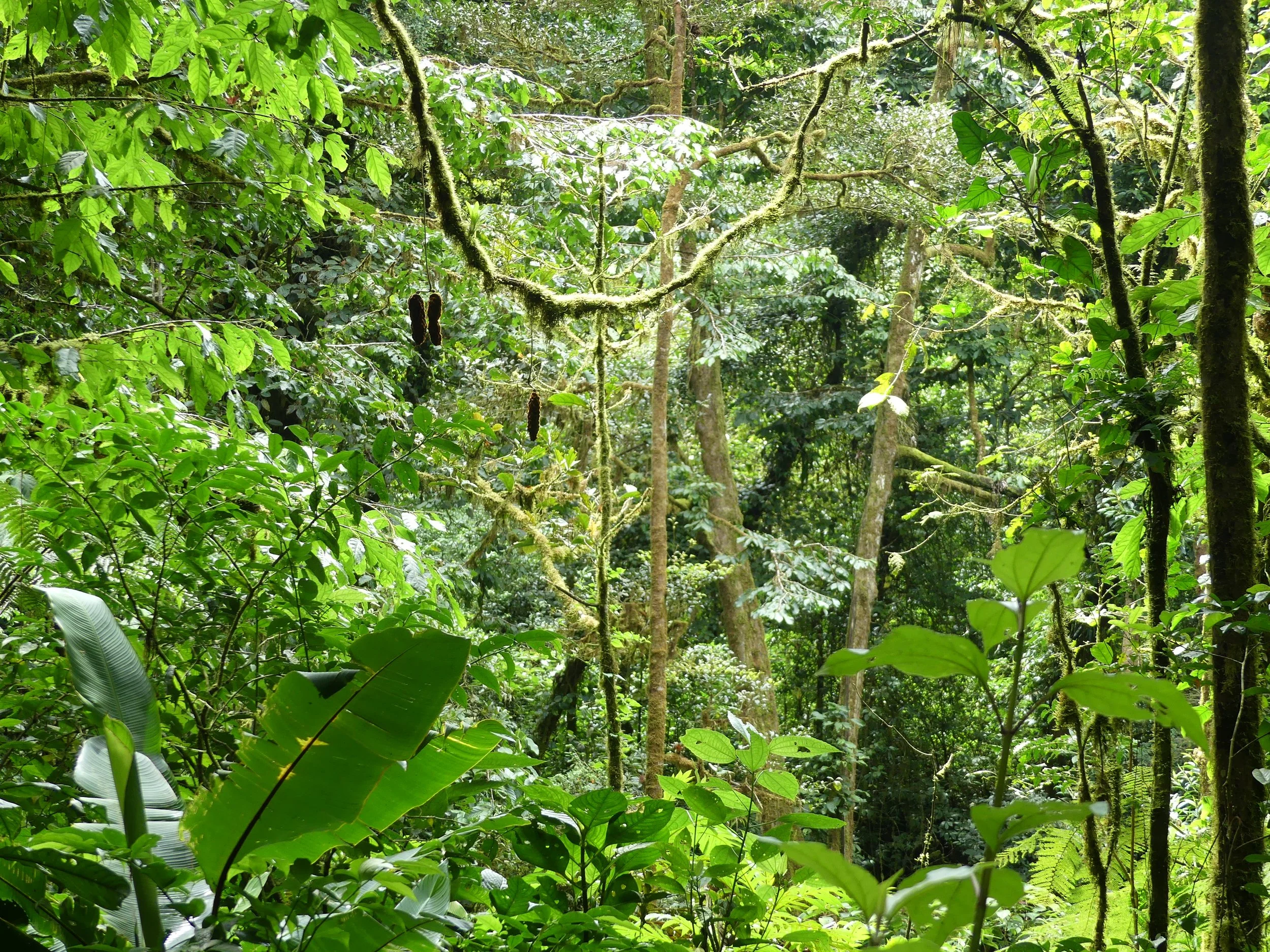 Dense green rainforest with lush foliage, trees, and hanging vines.