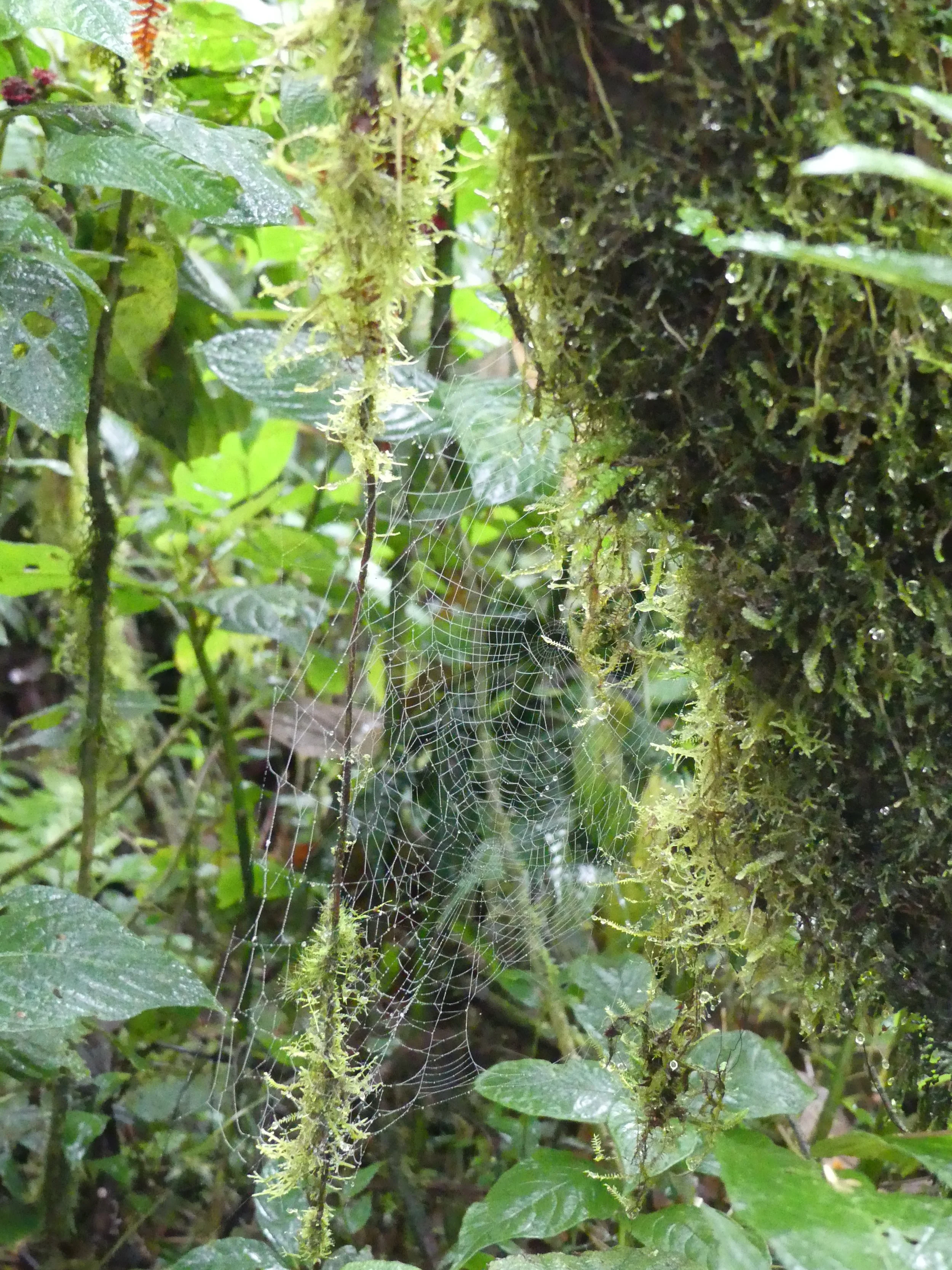 A lush, green forest with moss and leaves in Monteverde, Costa Rica. The Costa Rica Travel guide. travel tips for Costa Rica. What to do in Costa Rica. What to do in Monteverde. Monteverde, Costa Rica. Cloud forest. Travel tips