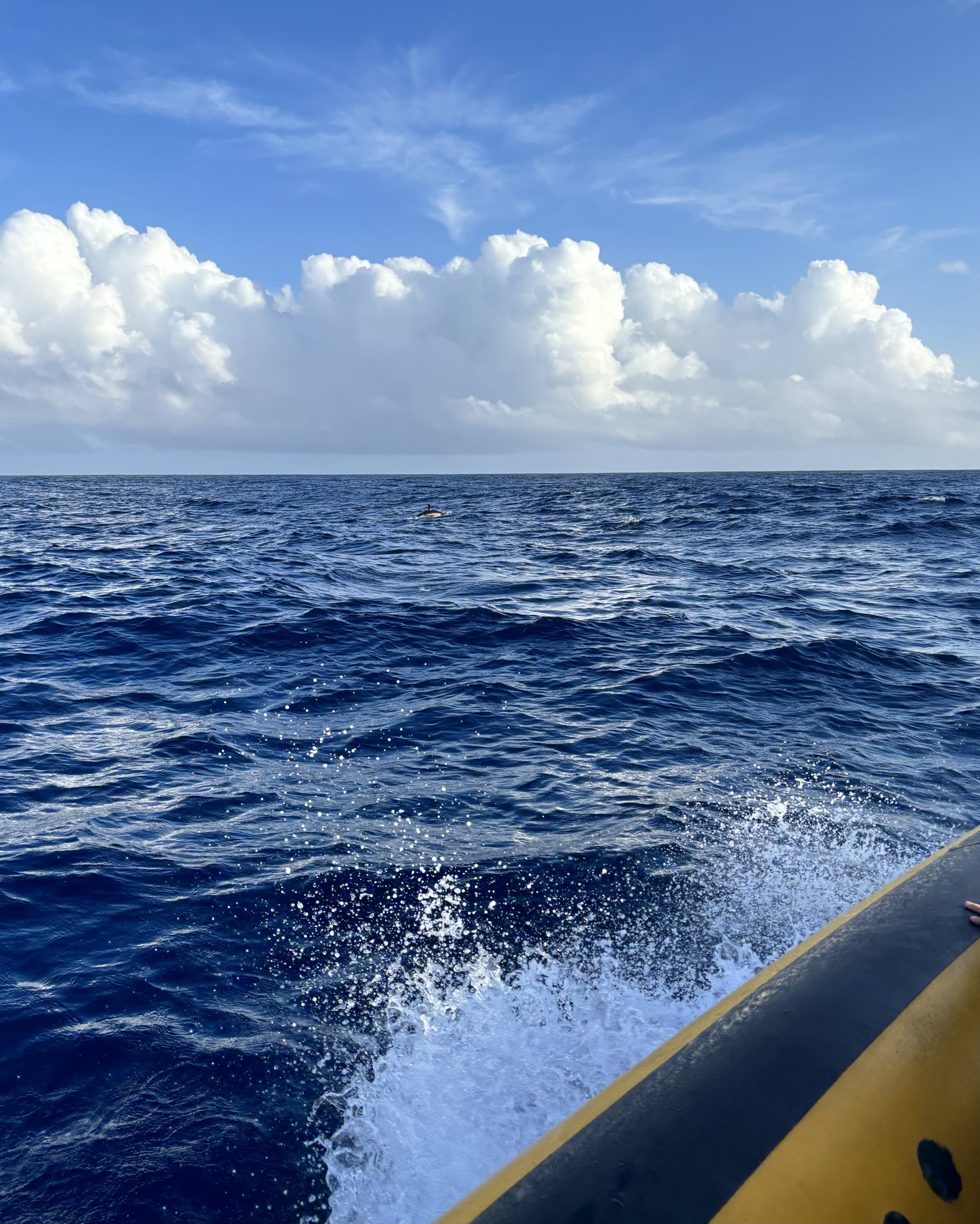 Whale watching tour from Ponta Delgada — one of the best things to do in São Miguel, Azores.